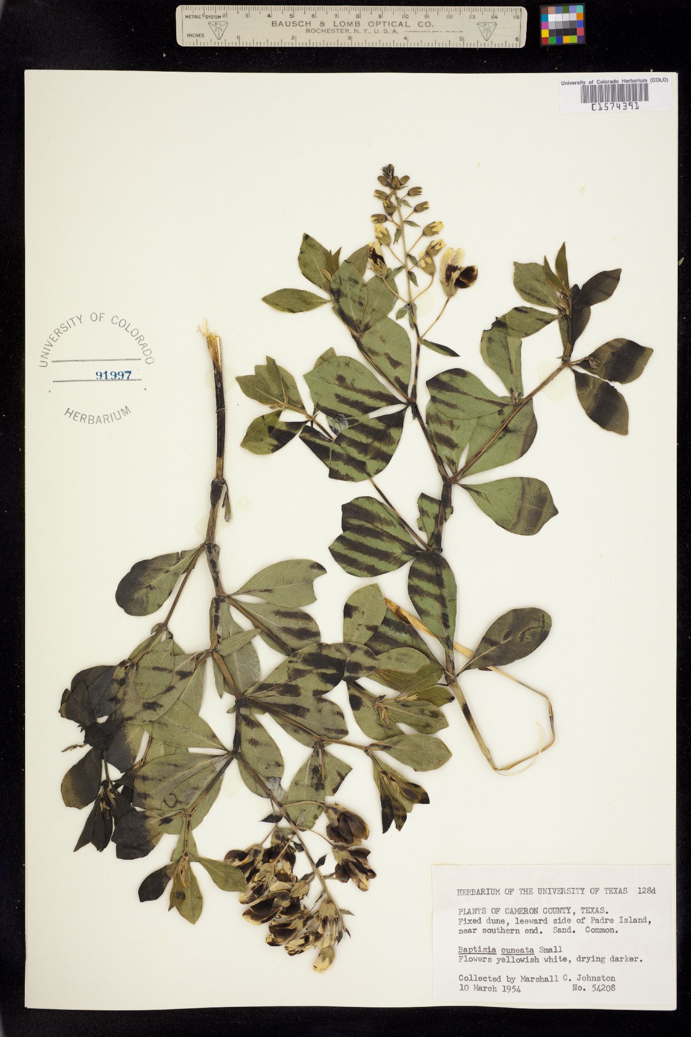 Baptisia leucophaea image