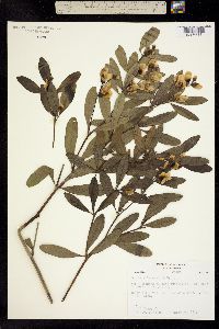 Image of Baptisia lanceolata