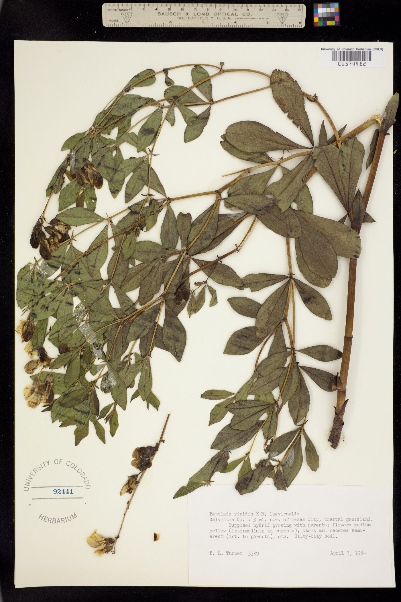Baptisia sphaerocarpa image