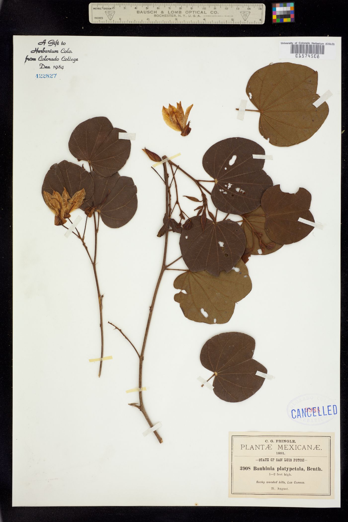 Bauhinia platypetala image