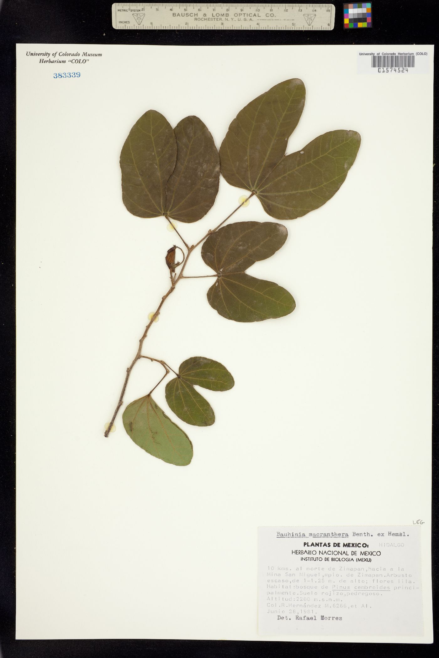 Bauhinia macranthera image
