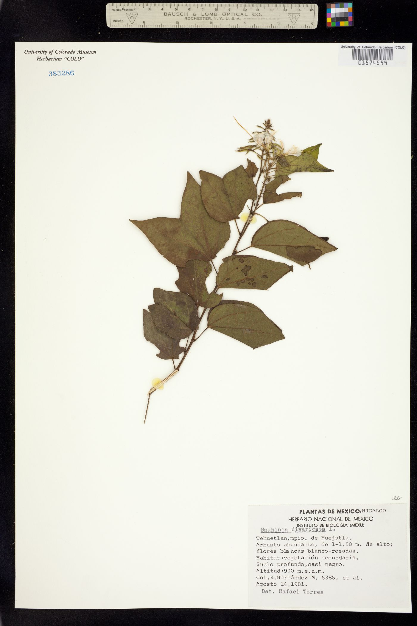 Bauhinia divaricata image
