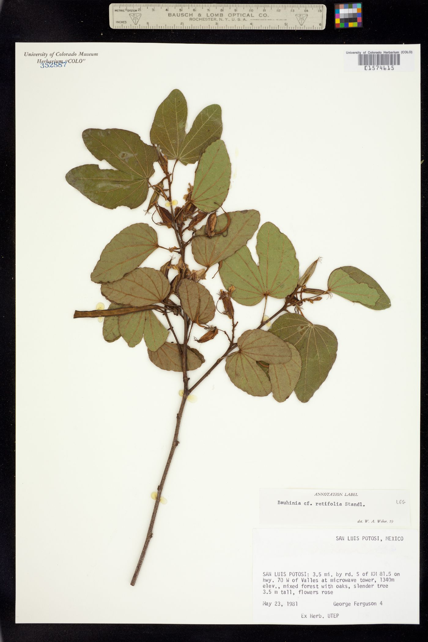 Bauhinia retifolia image
