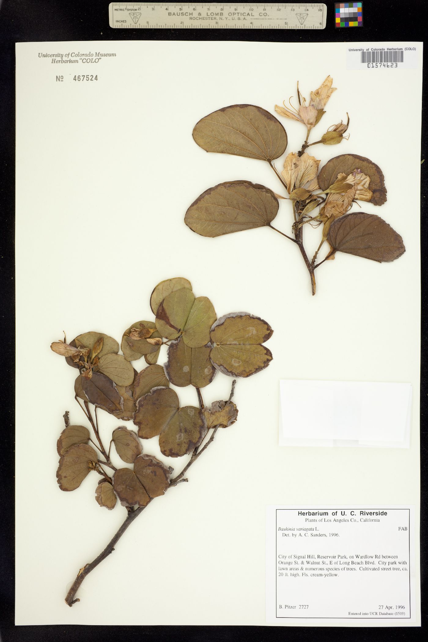 Bauhinia variegata image