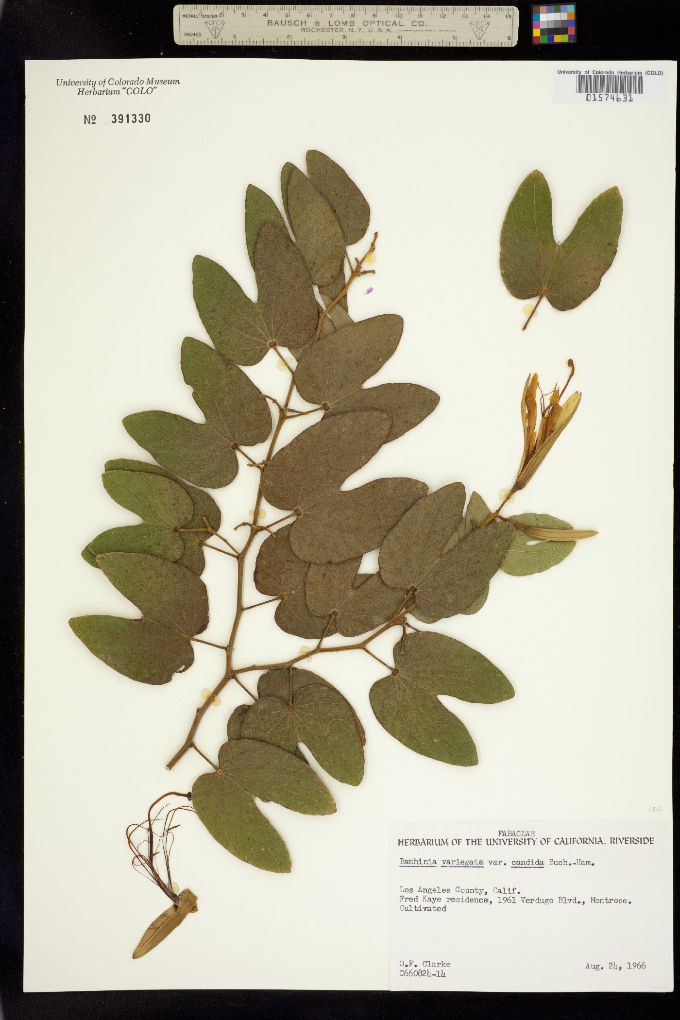 Bauhinia variegata image