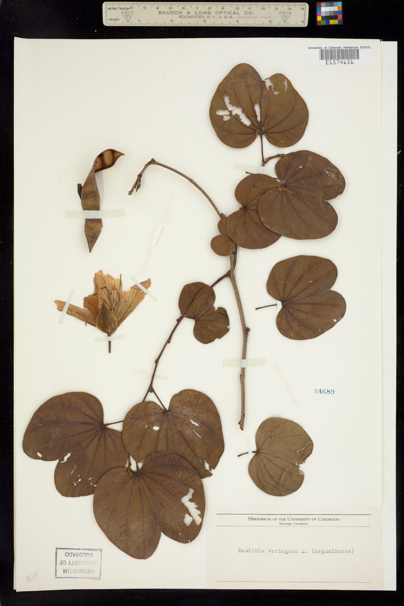 Bauhinia variegata image