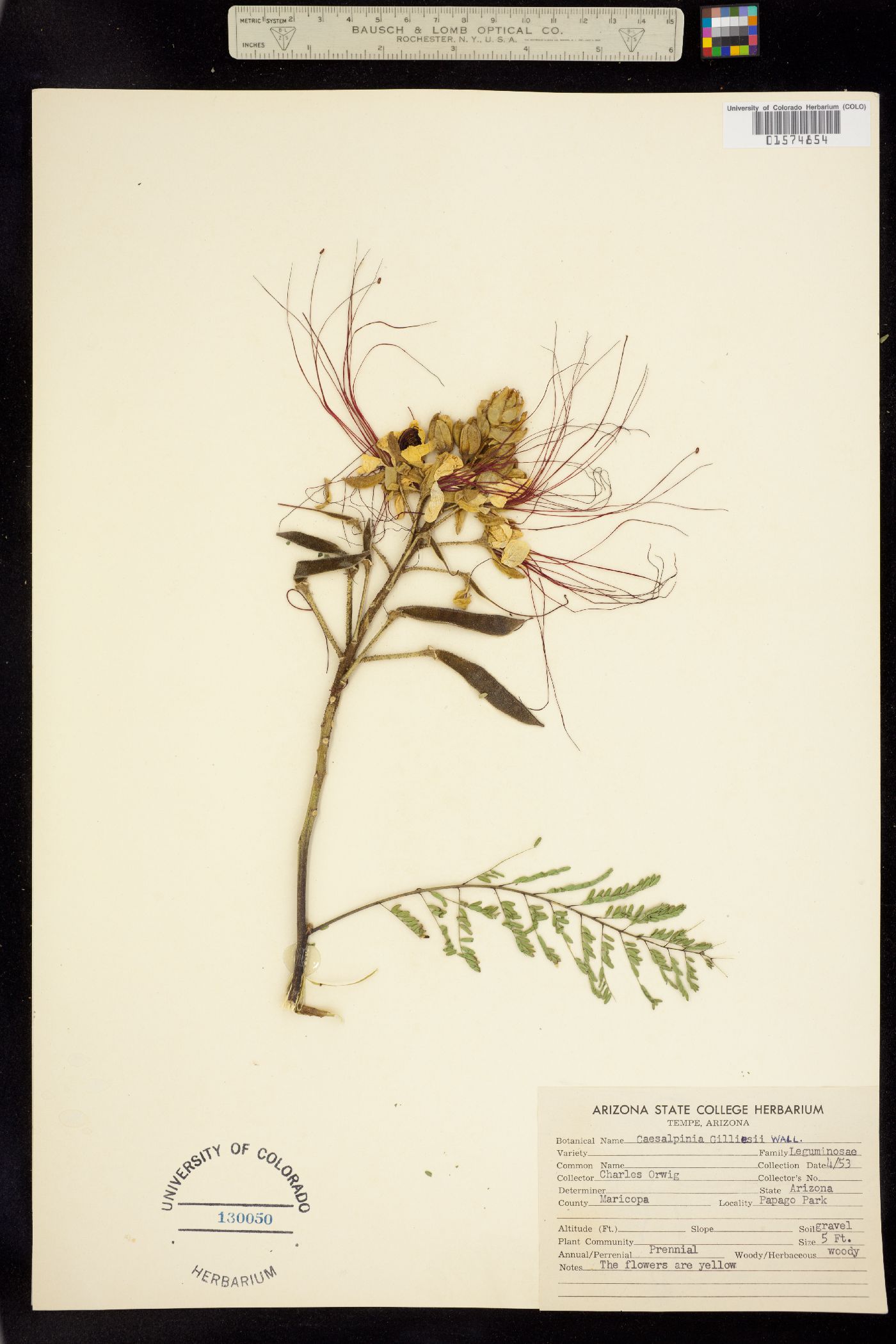 Erythrostemon image