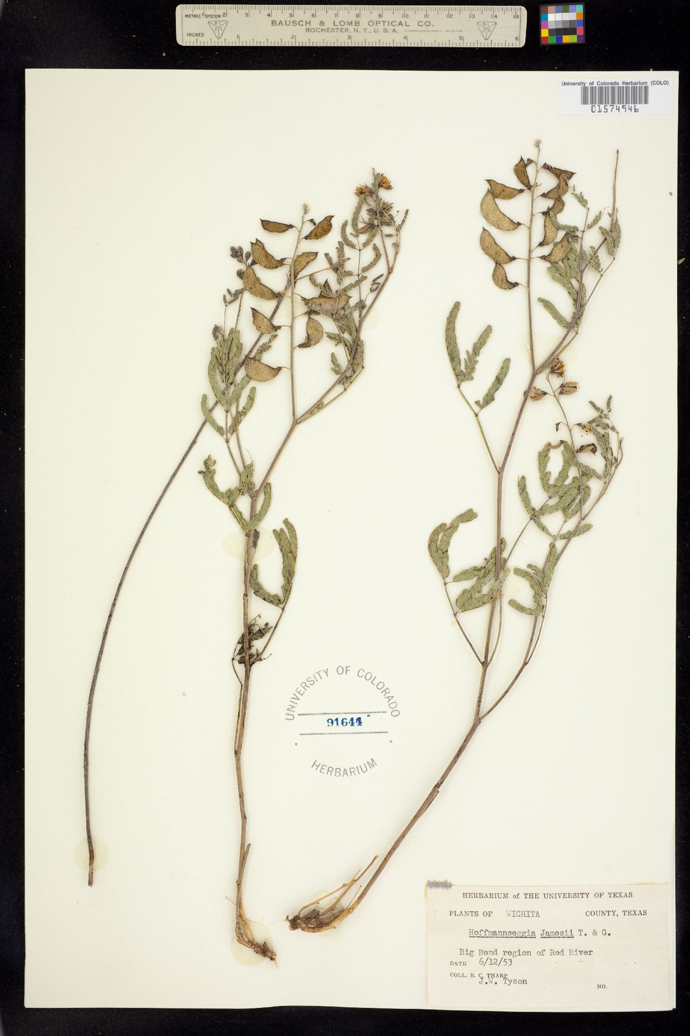 Pomaria jamesii image