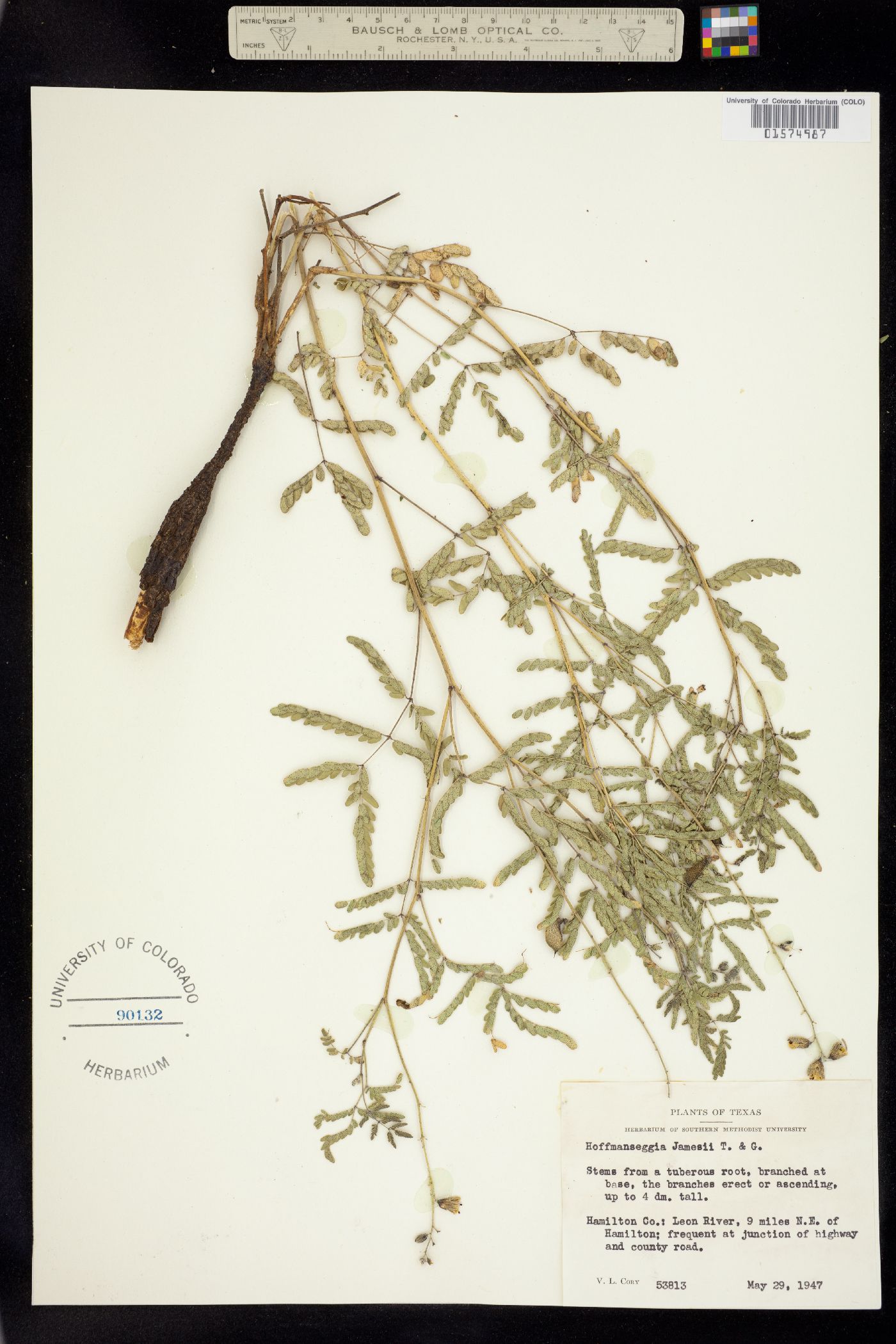 Pomaria jamesii image