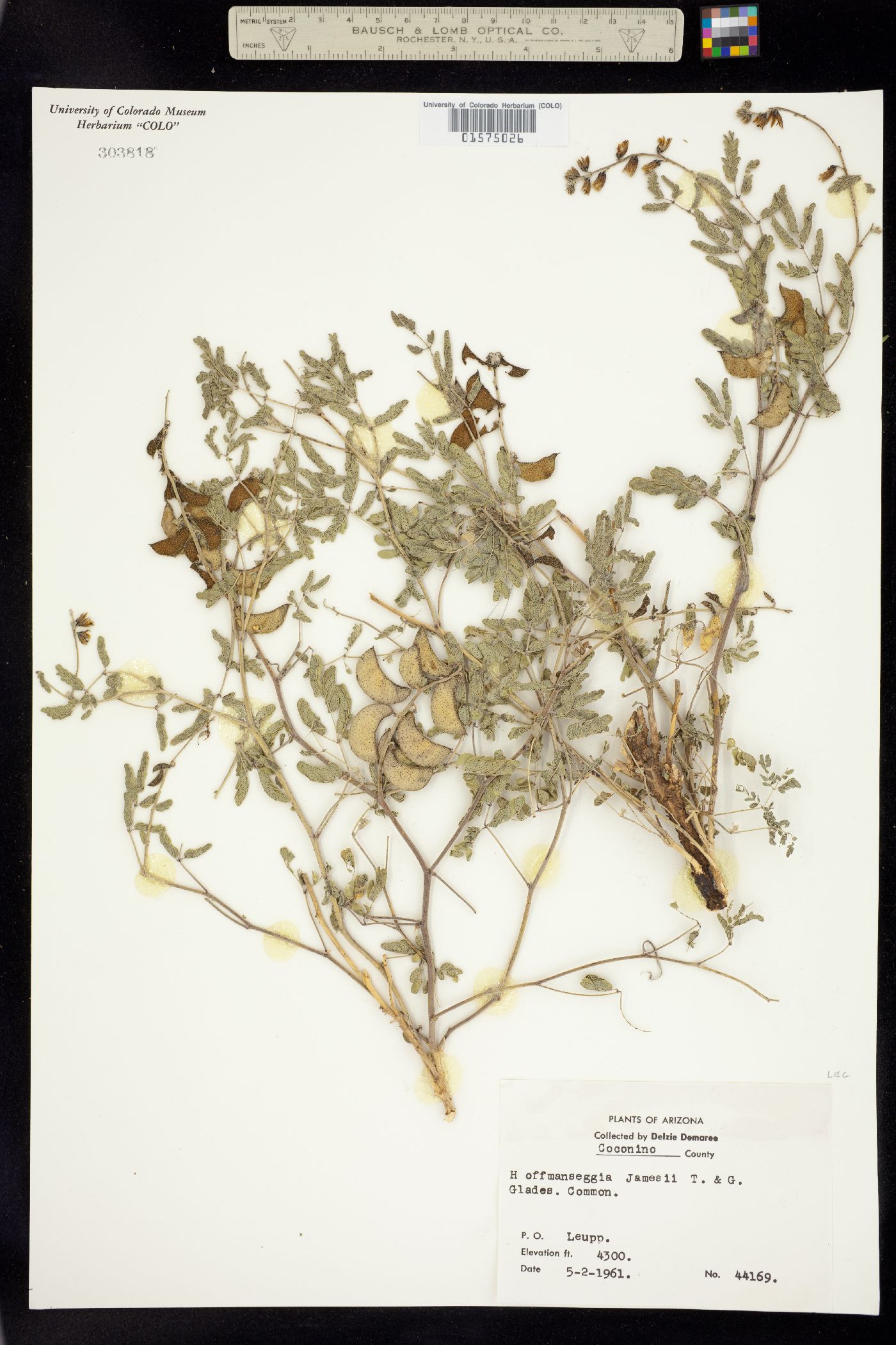 Pomaria jamesii image