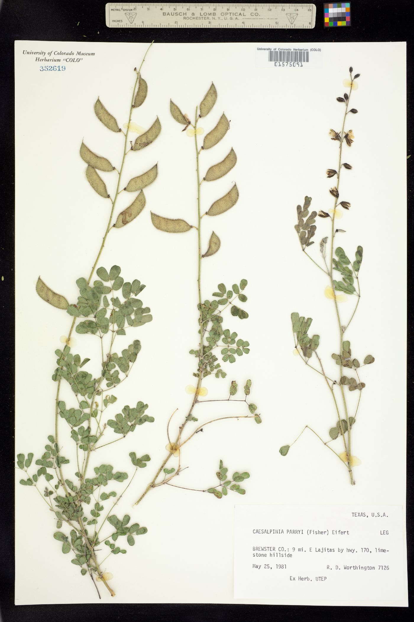 Pomaria melanosticta image