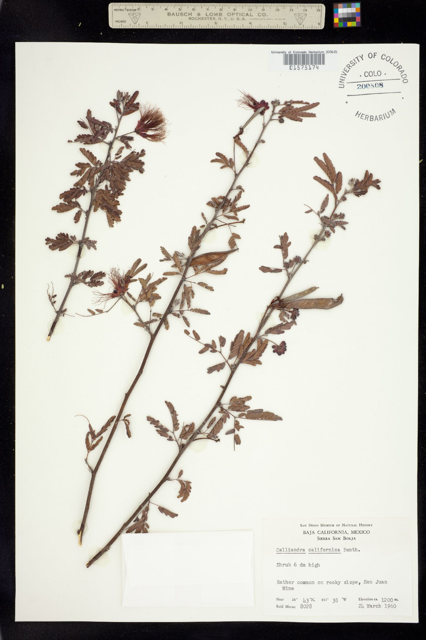 Calliandra image