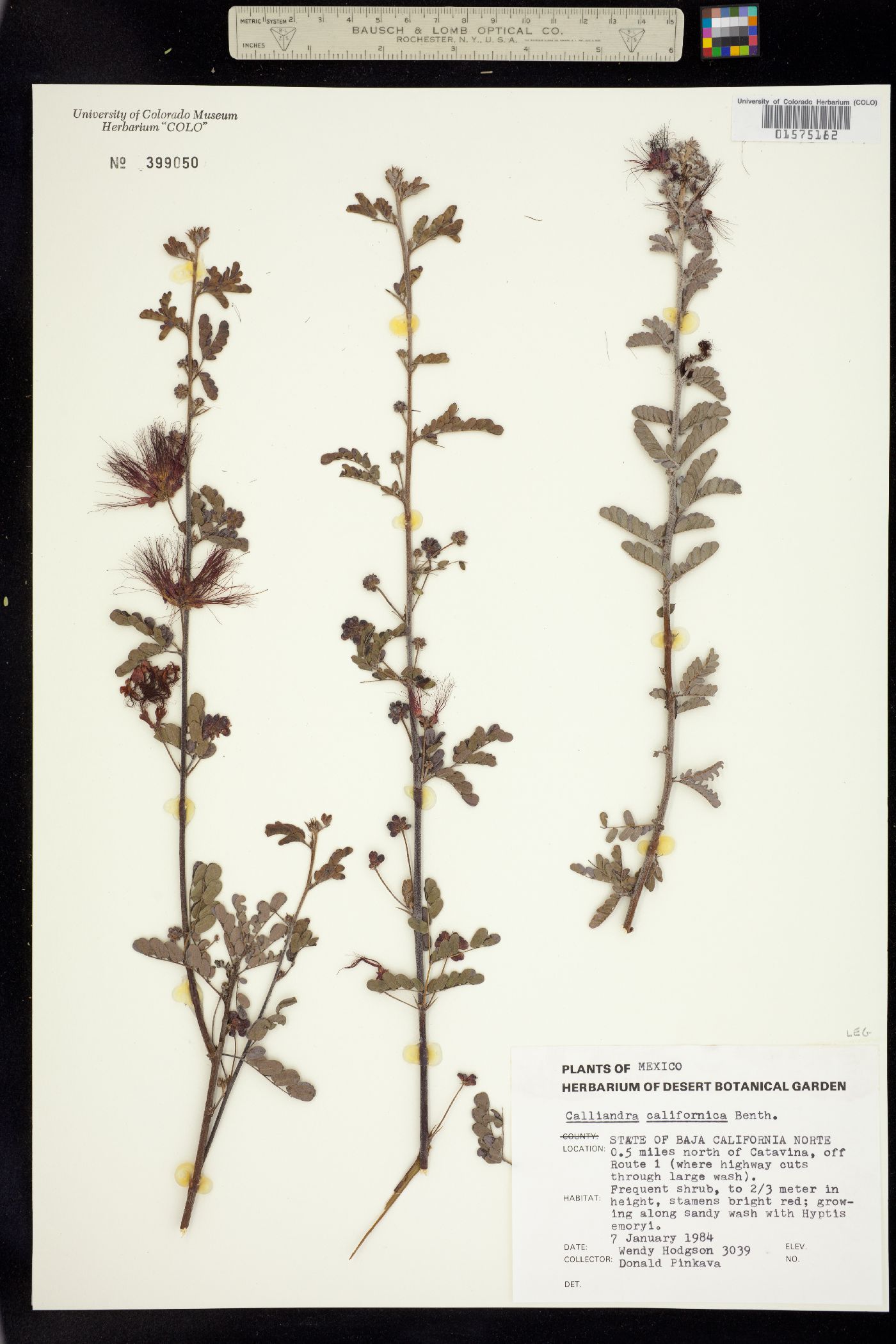 Calliandra californica image