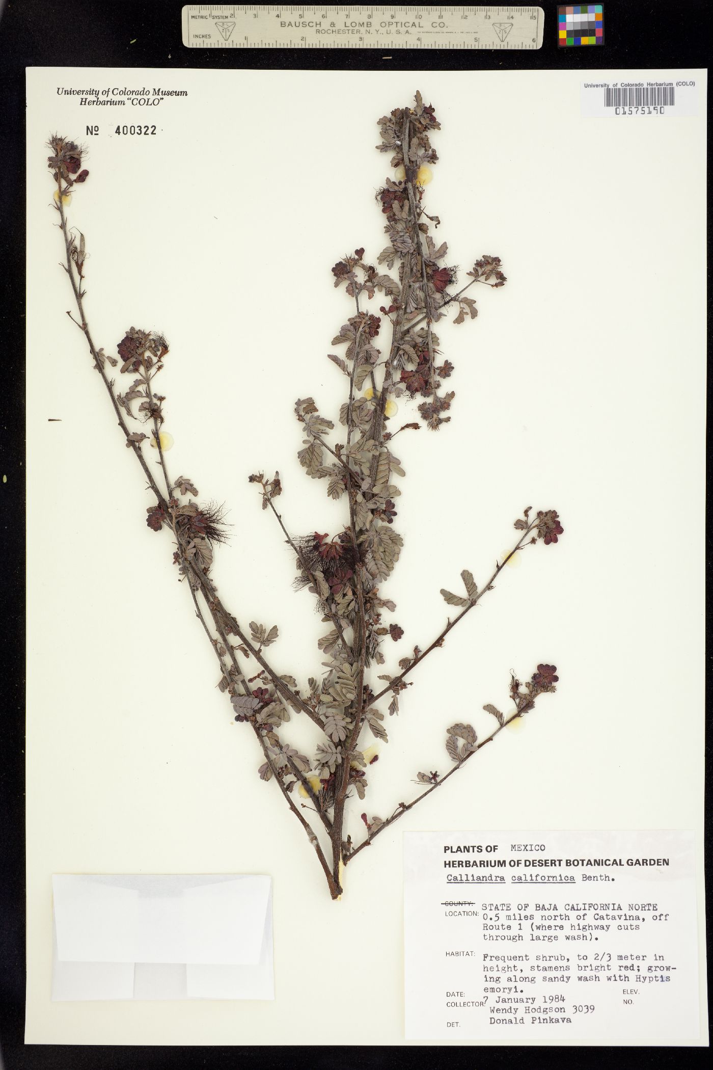 Calliandra californica image