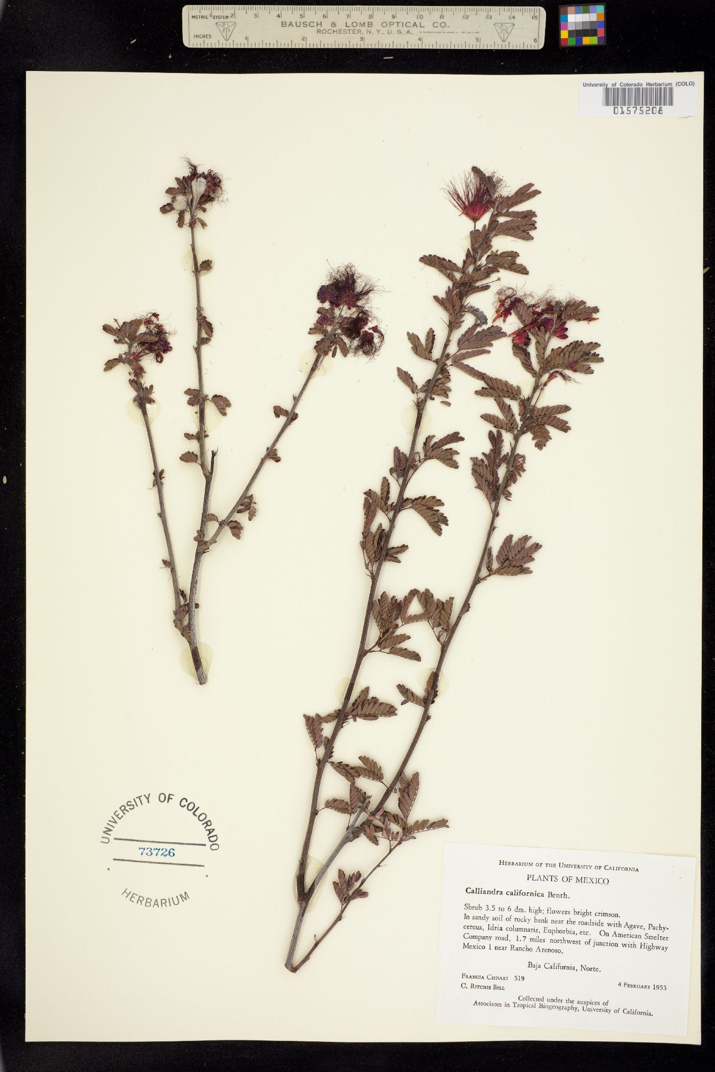 Calliandra californica image