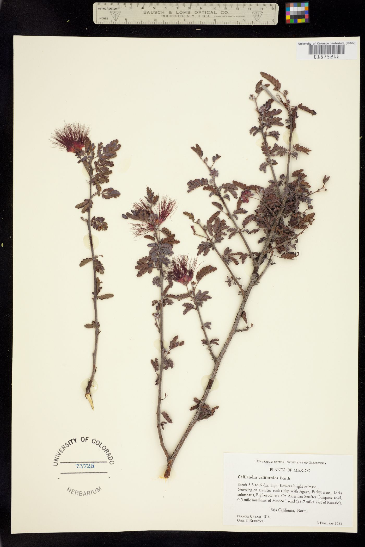 Calliandra californica image