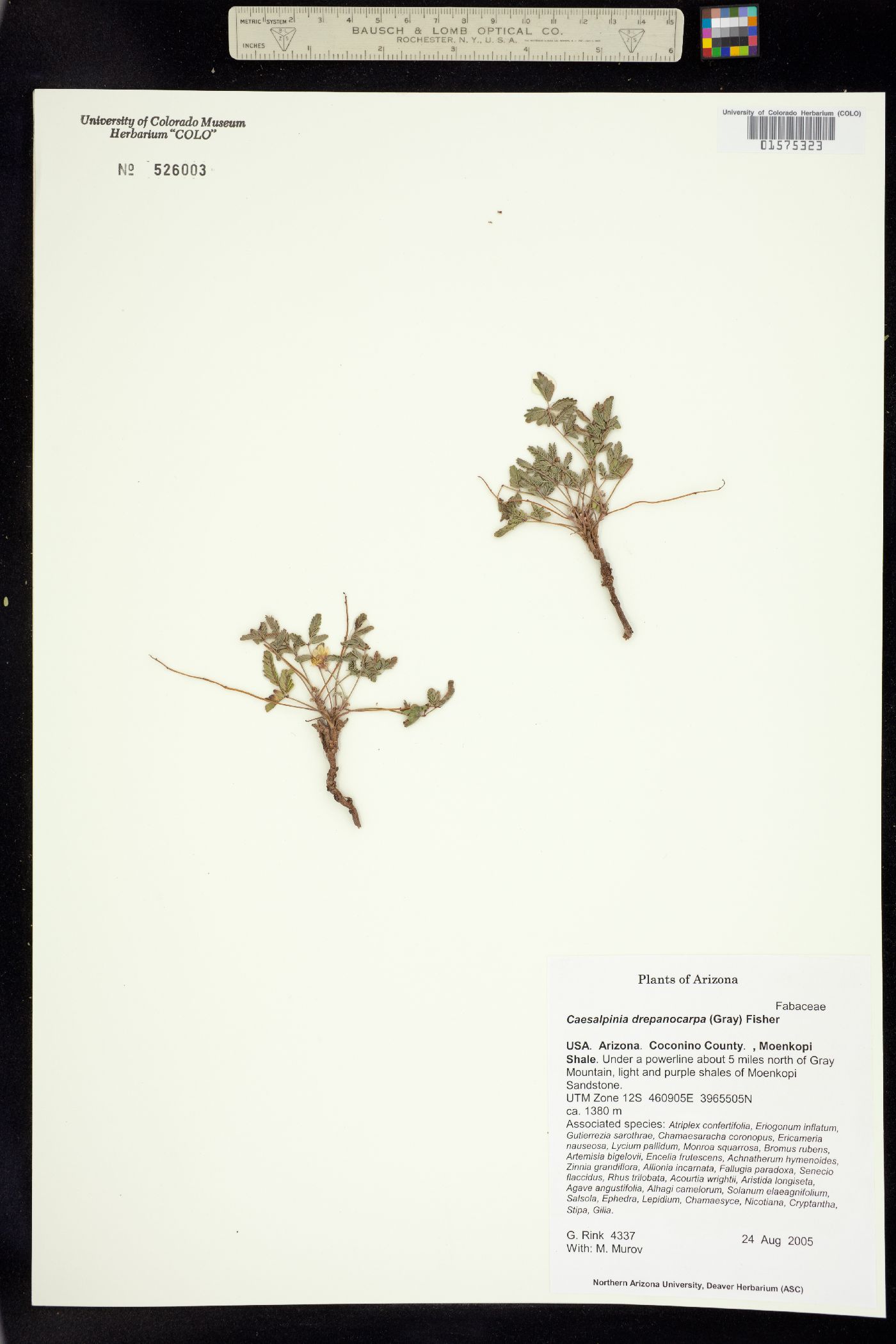 Hoffmannseggia drepanocarpa image