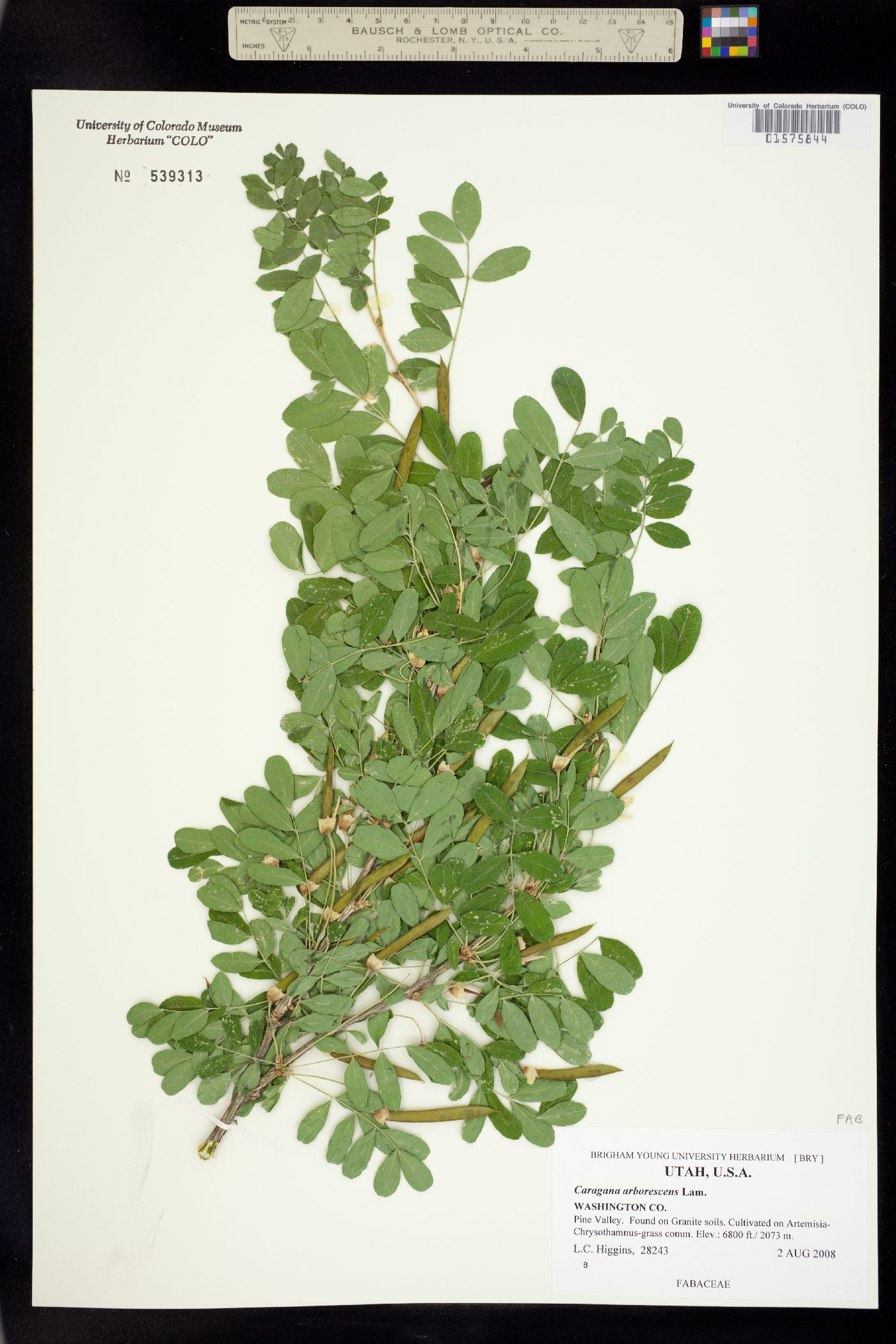 Caragana arborescens image