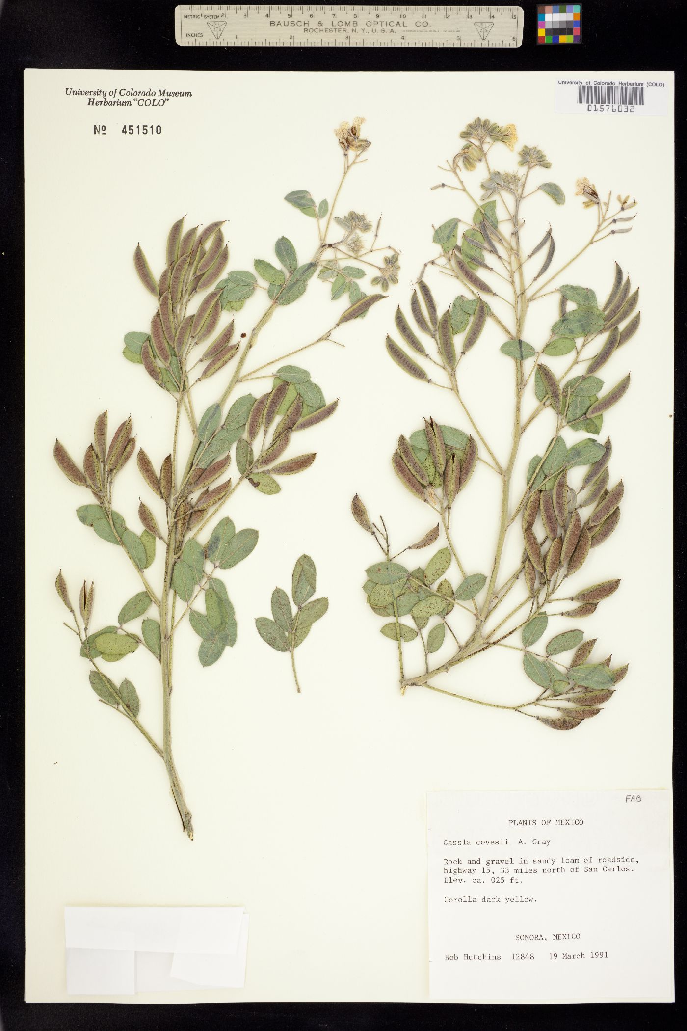 Senna covesii image