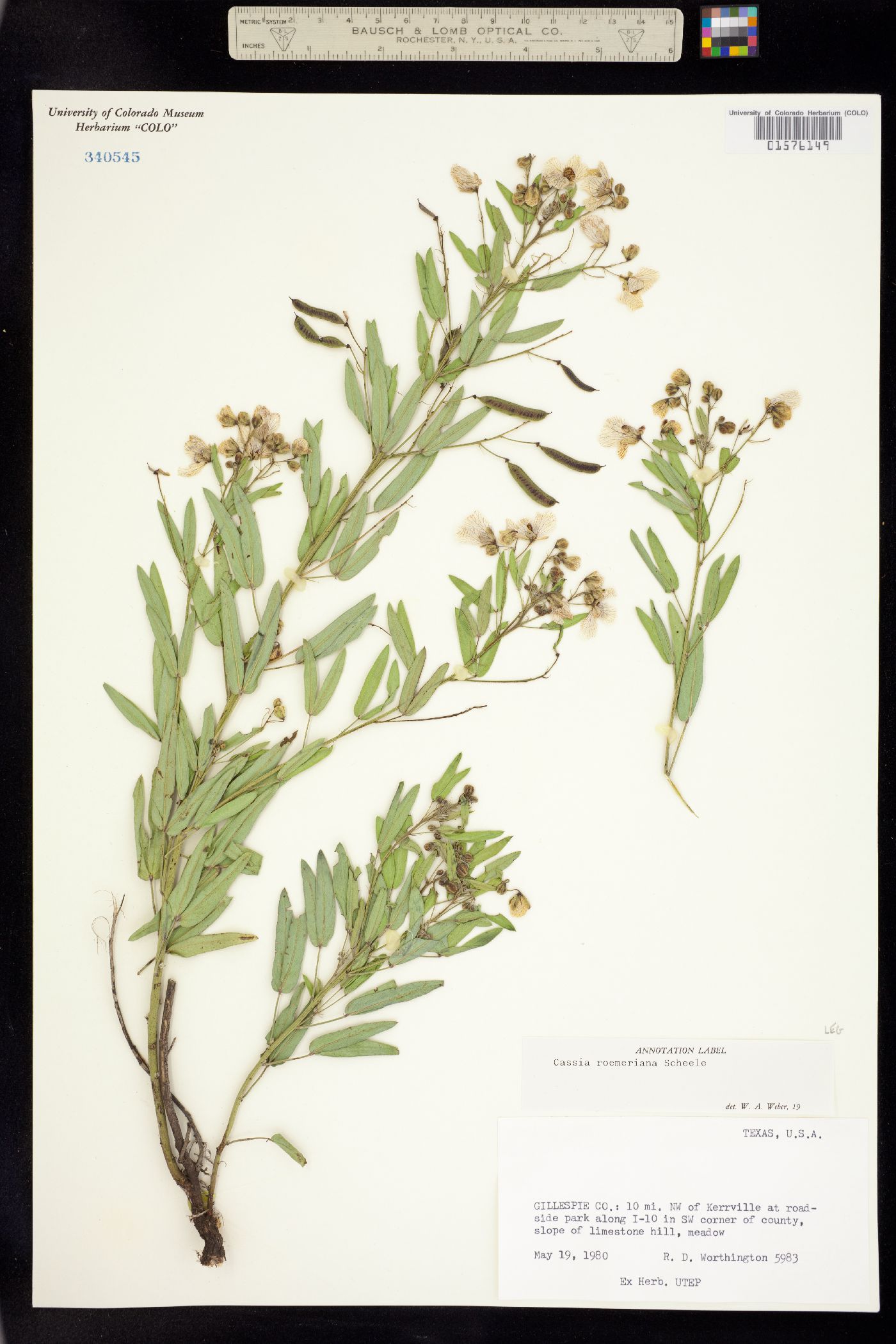 Senna roemeriana image