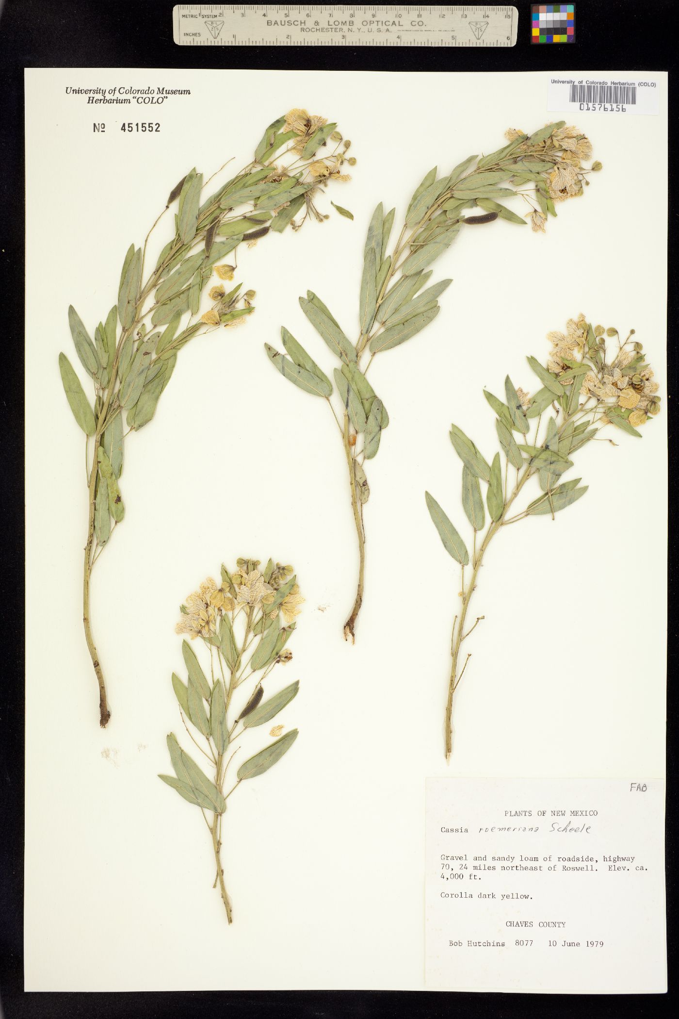 Senna roemeriana image