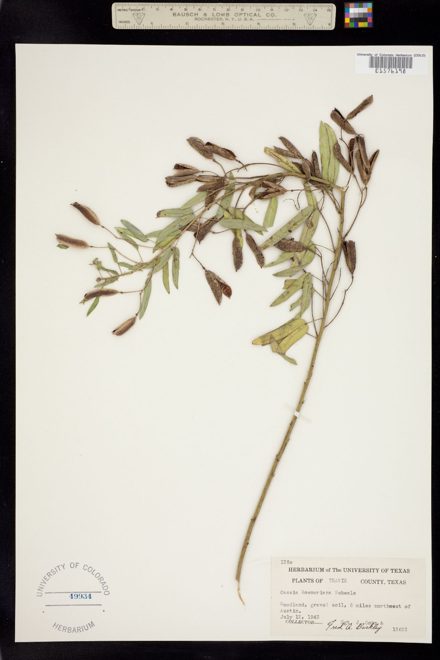 Senna roemeriana image