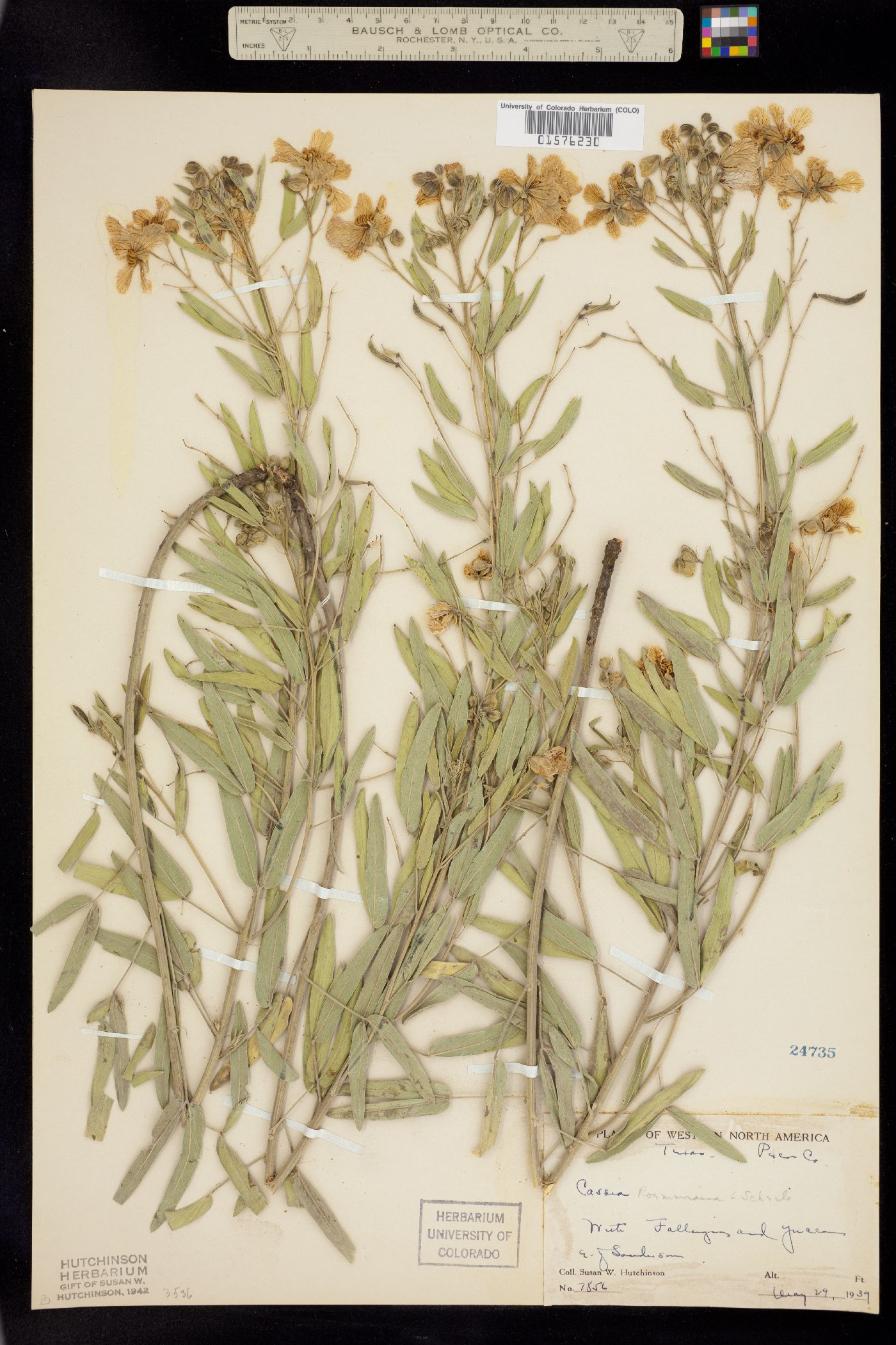 Senna roemeriana image