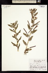 Cassia jalapensis image