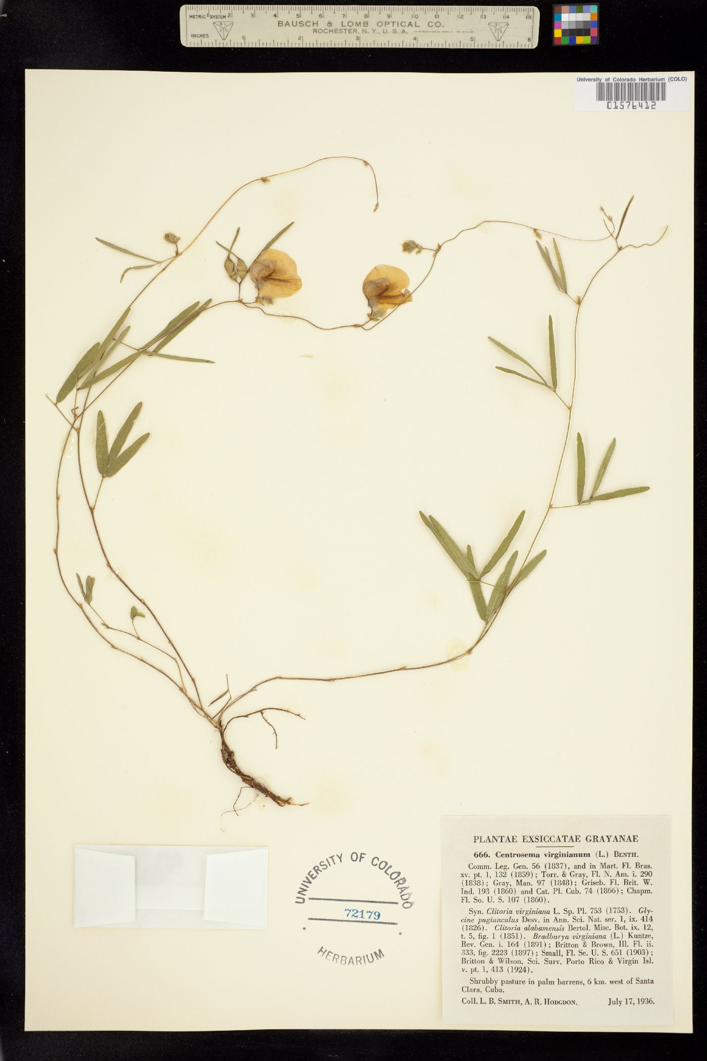 Centrosema virginianum image