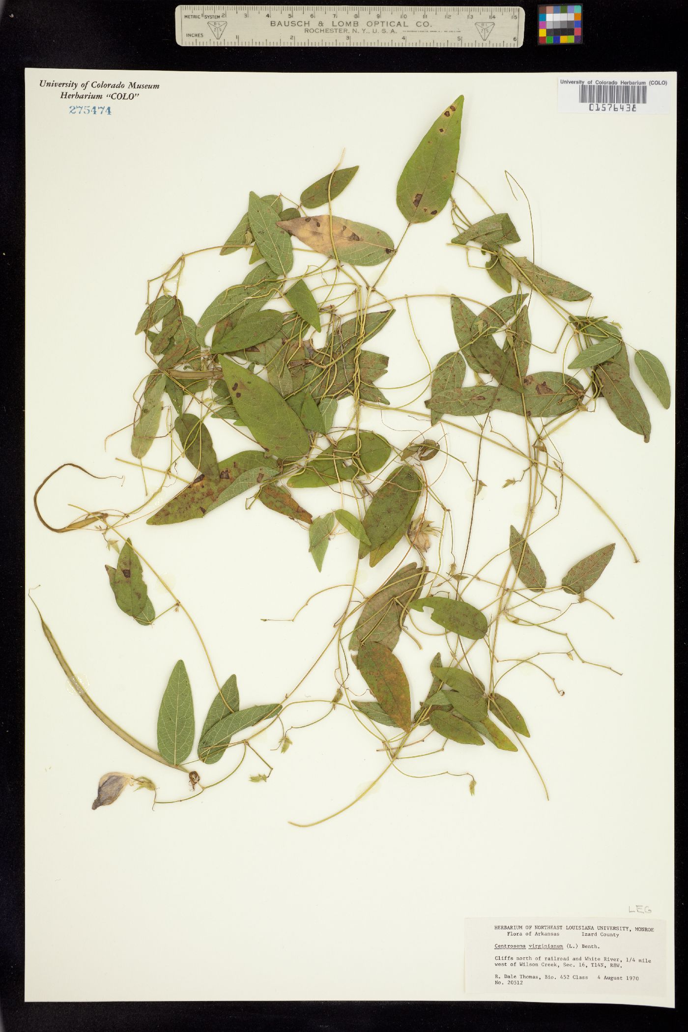 Centrosema virginianum image