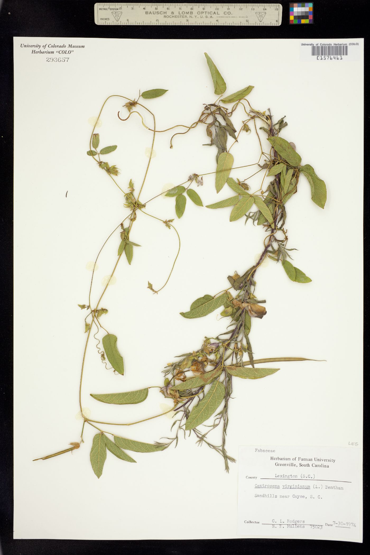 Centrosema virginianum image