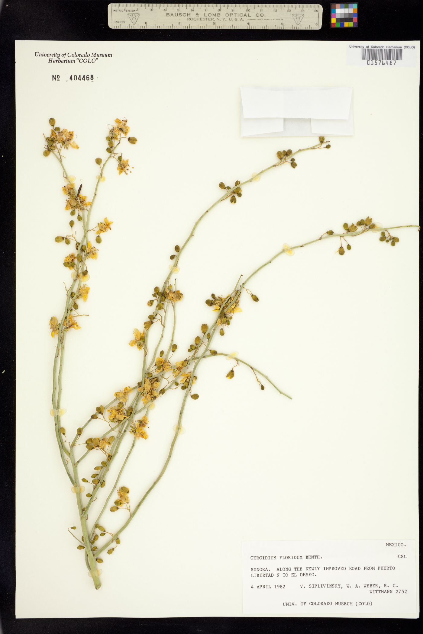 Parkinsonia florida image