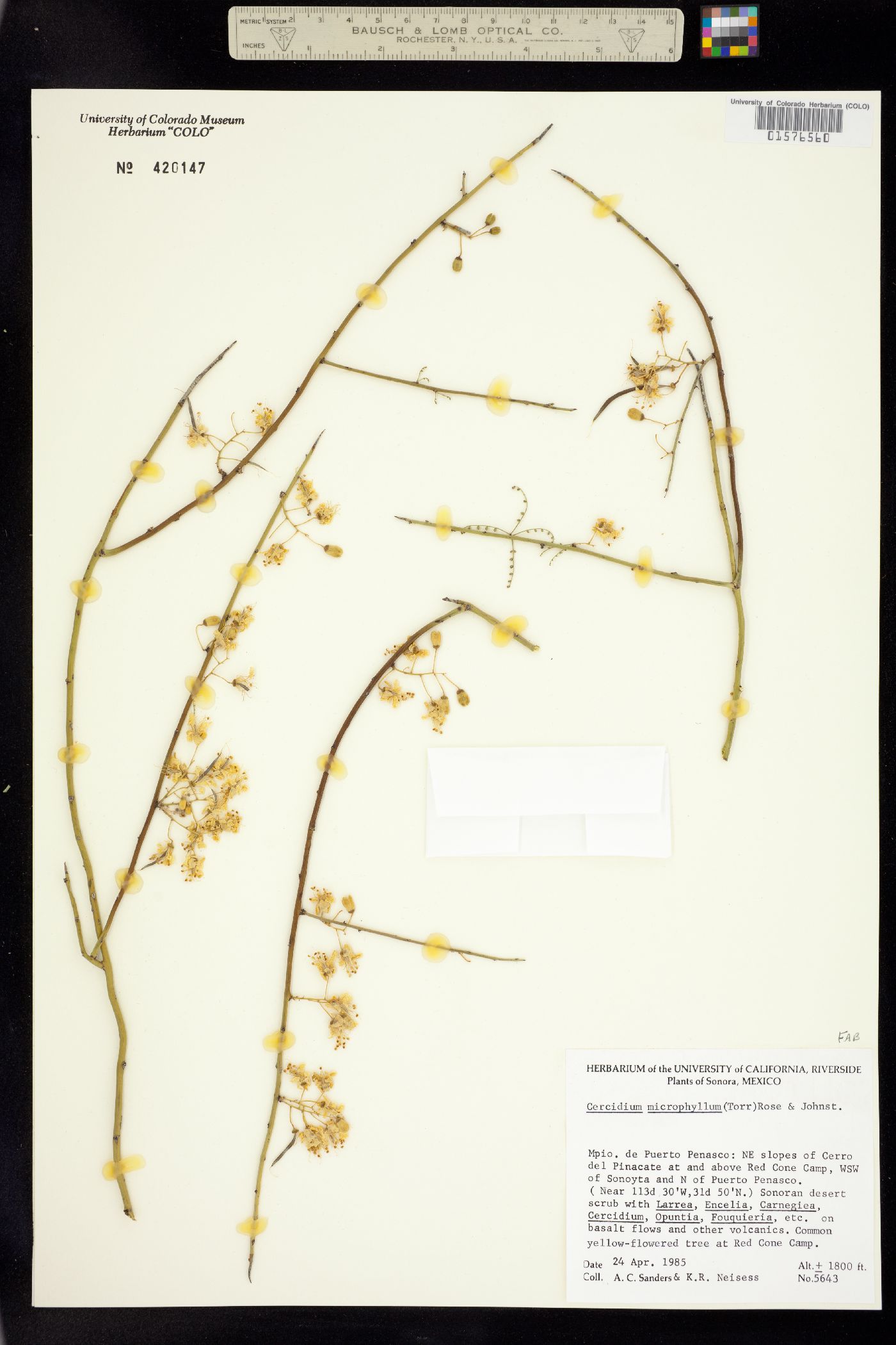 Parkinsonia microphylla image