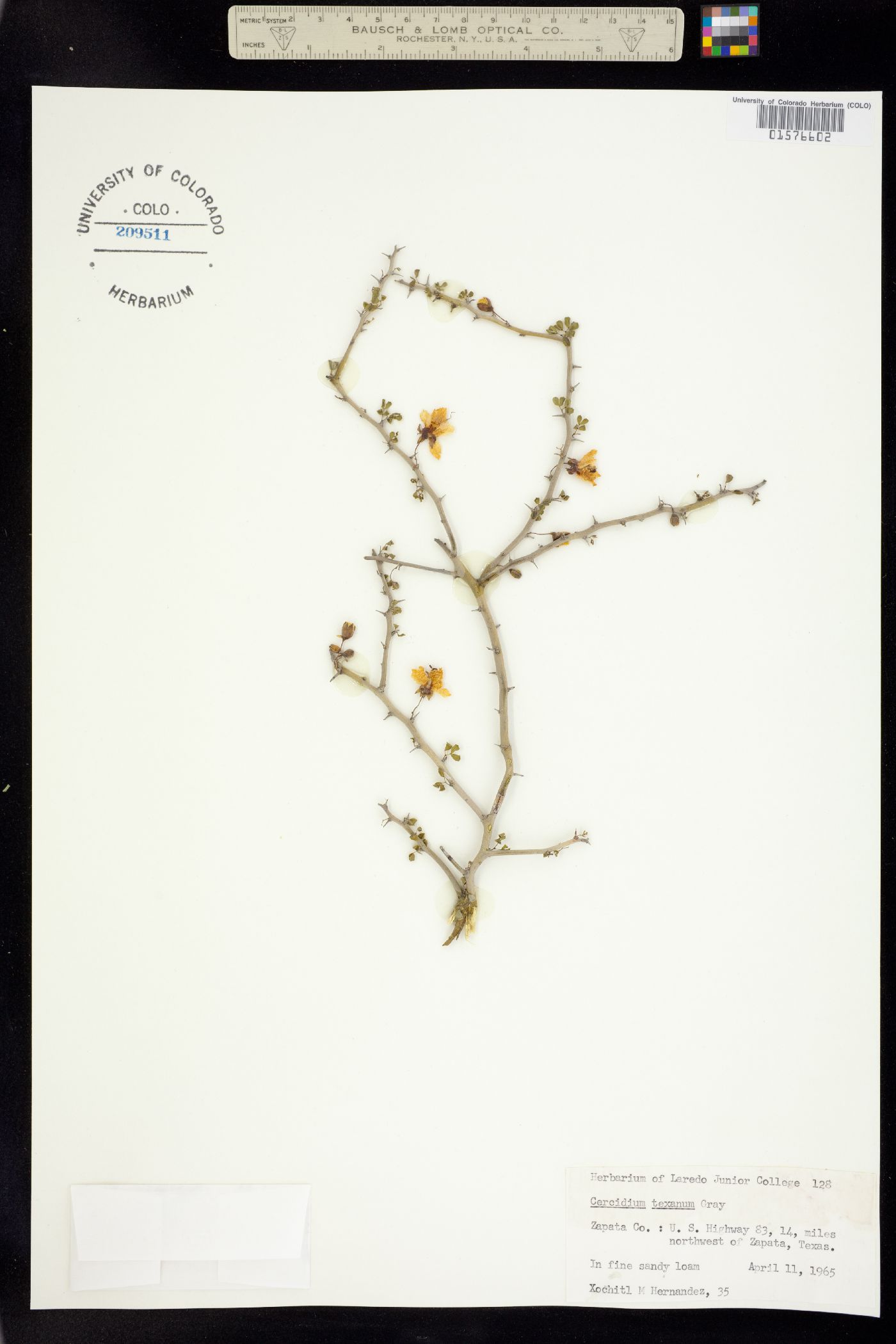 Parkinsonia texana var. texana image