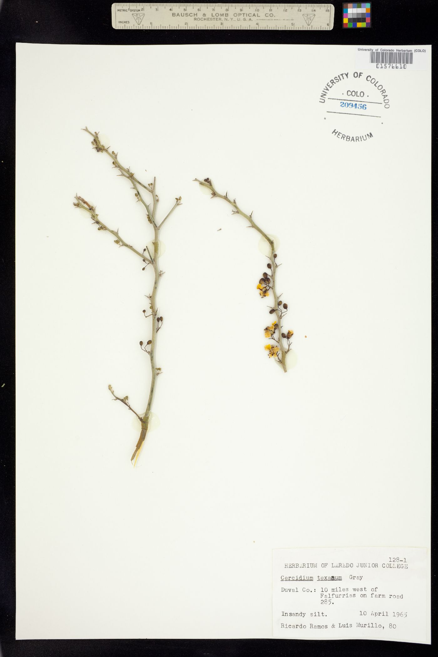 Parkinsonia texana var. texana image