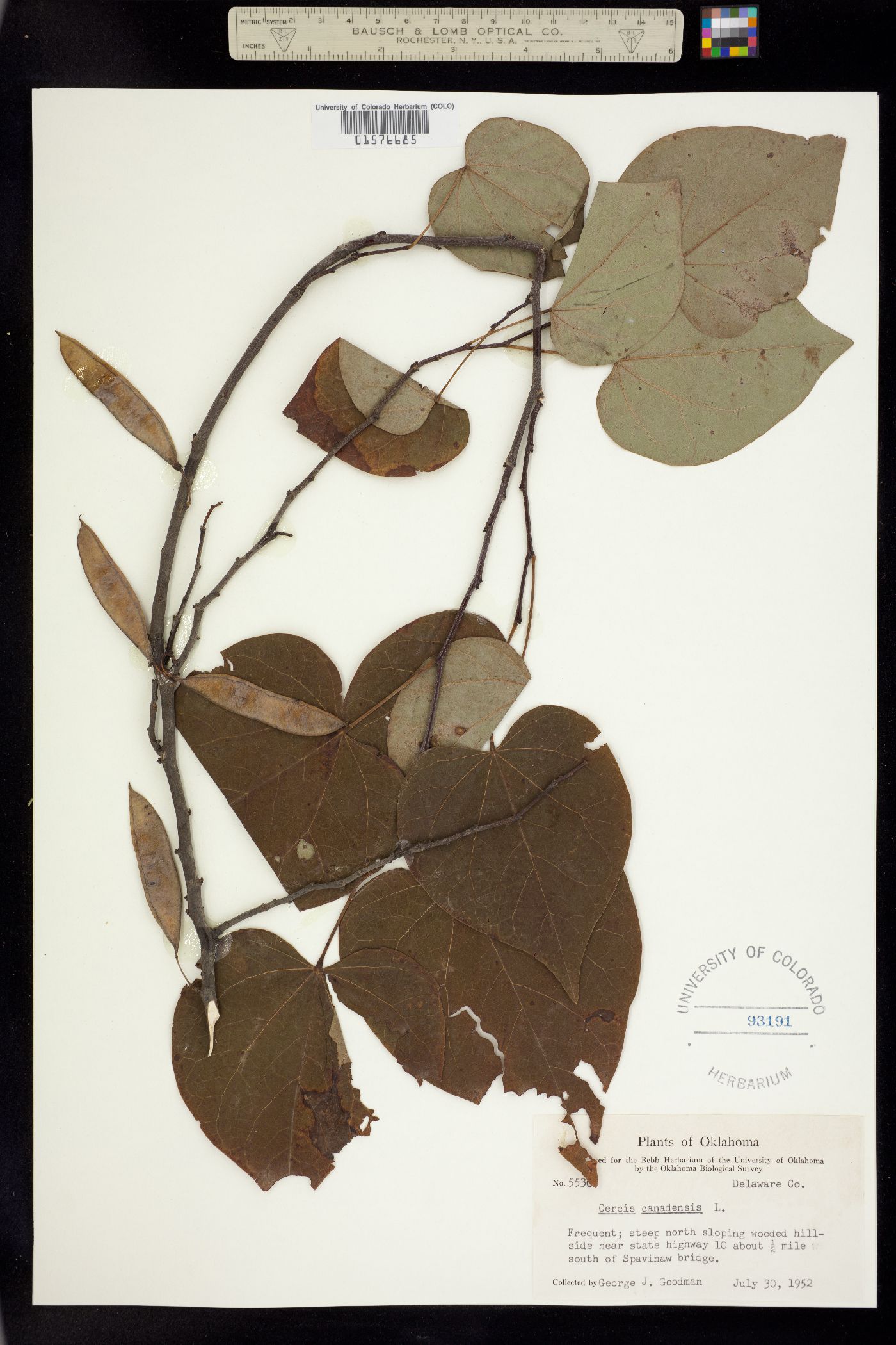 Cercis canadensis image