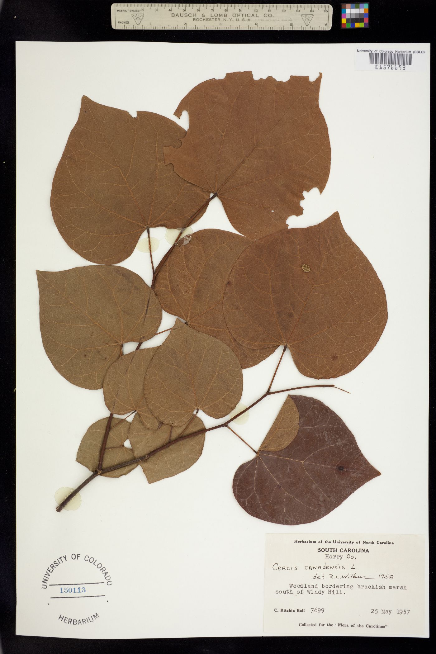 Cercis canadensis image