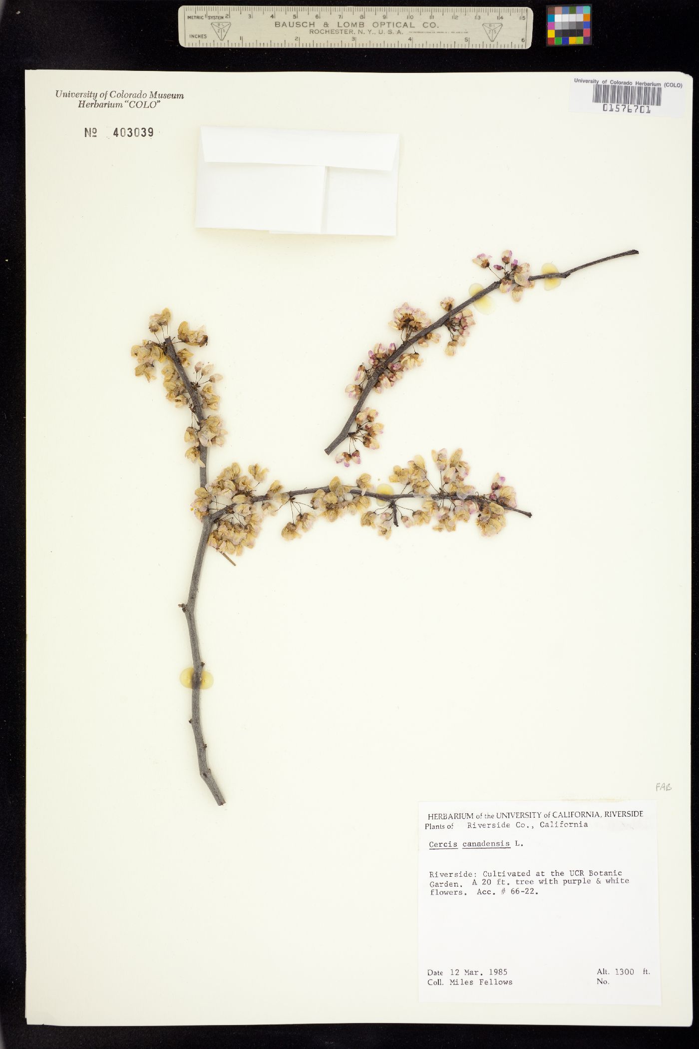 Cercis canadensis image