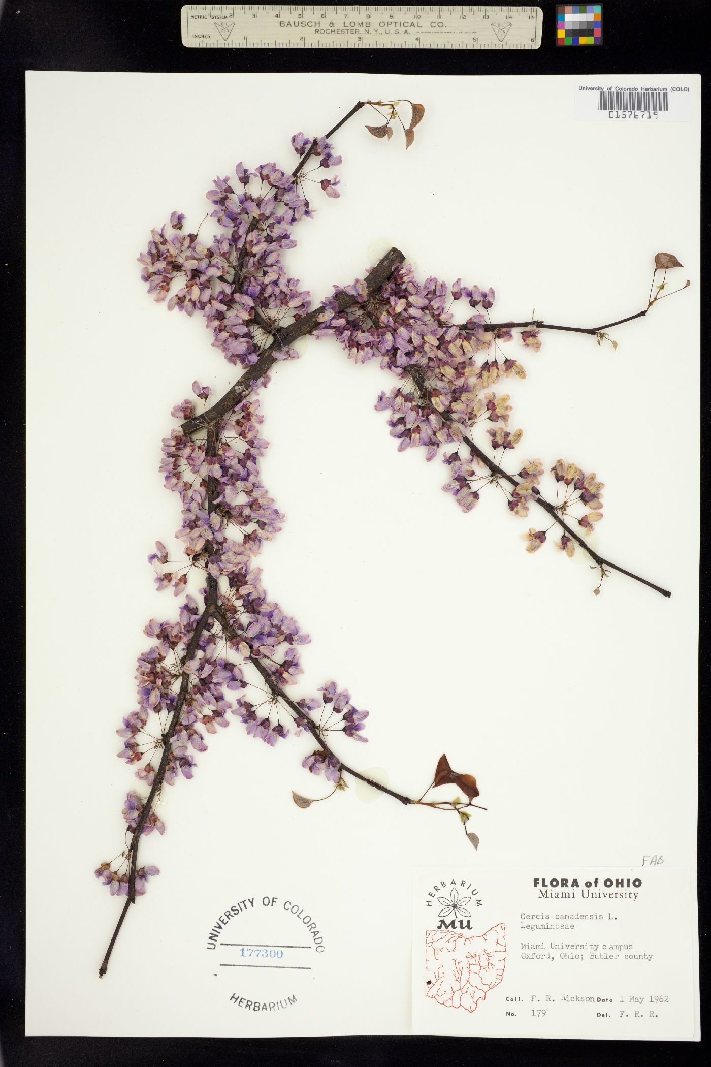 Cercis canadensis image