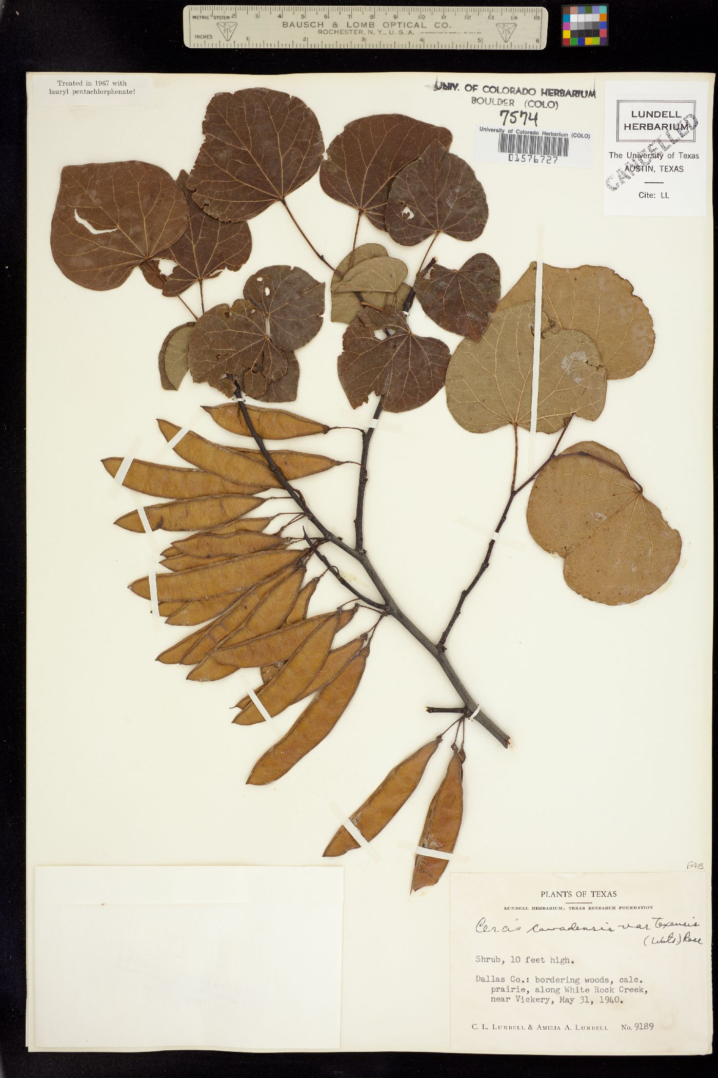 Cercis canadensis image