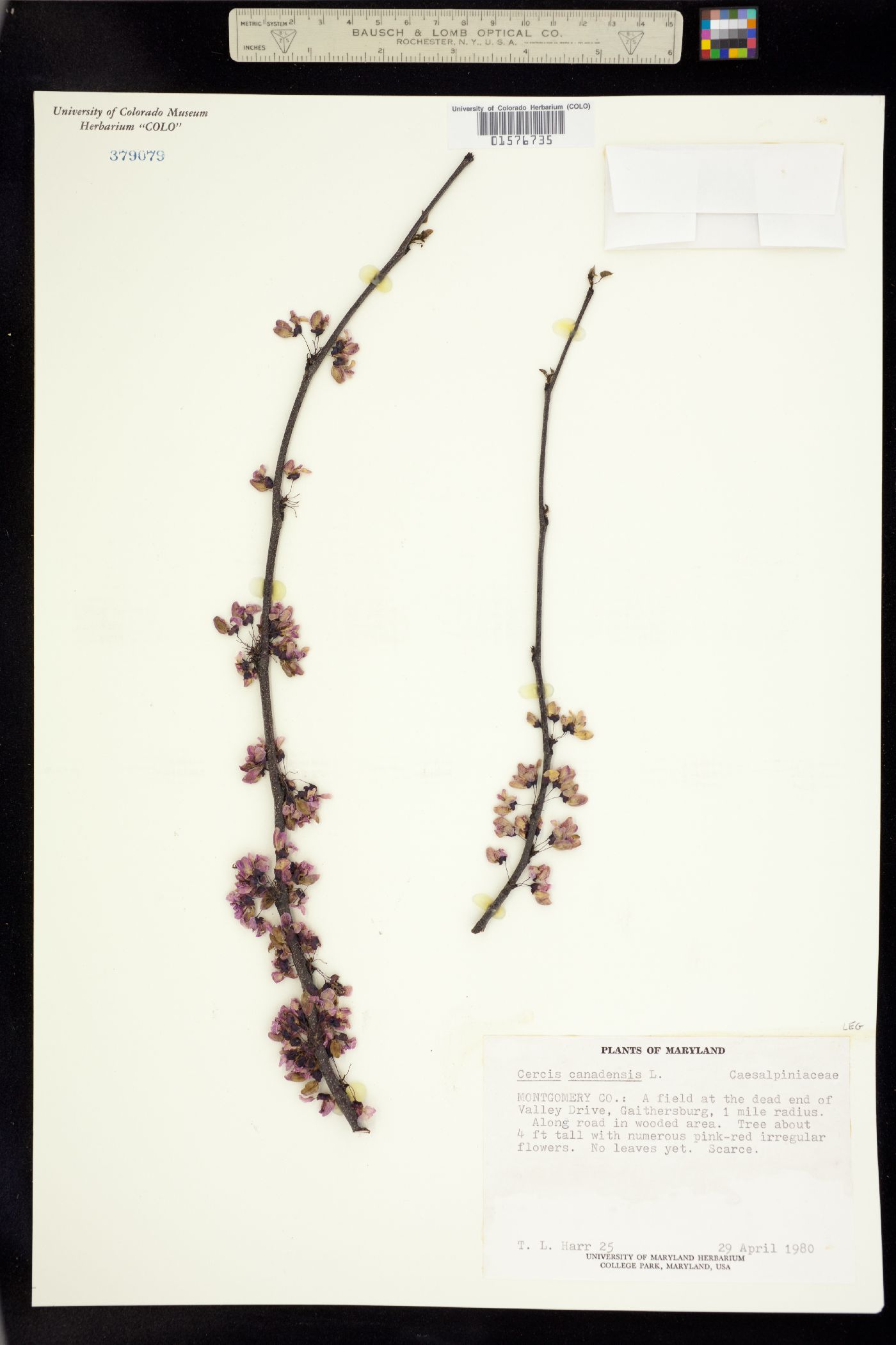 Cercis canadensis image