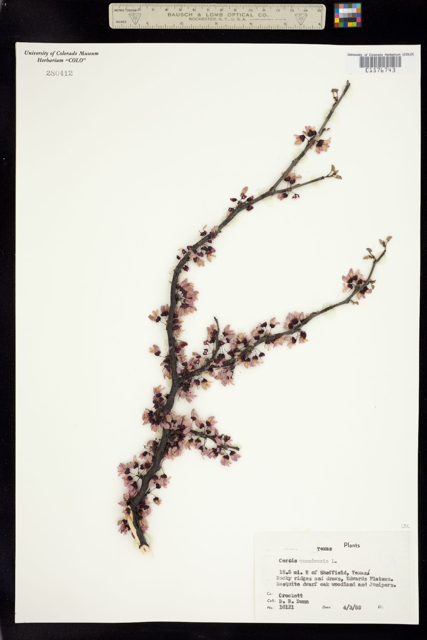 Cercis canadensis image