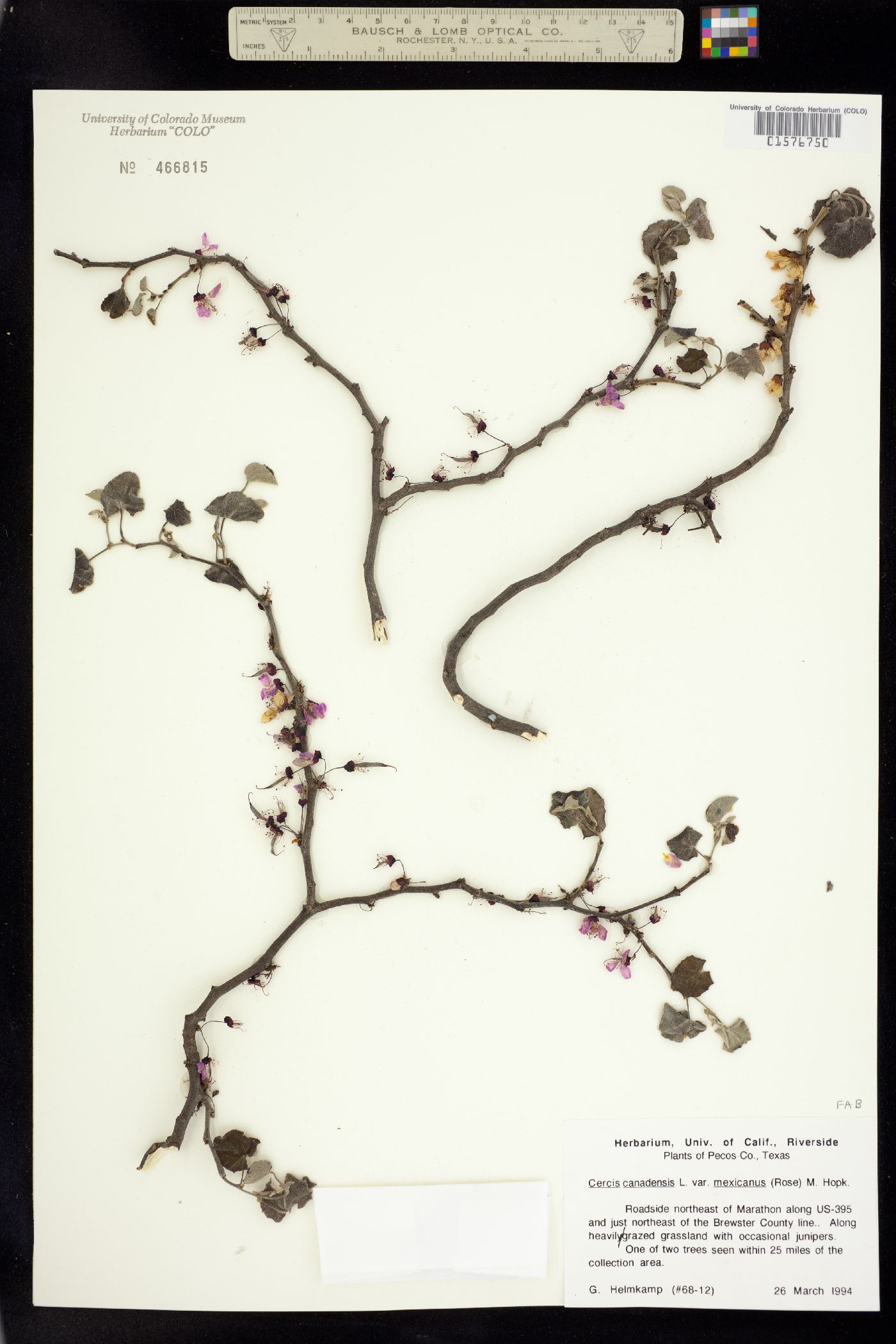 Cercis canadensis image