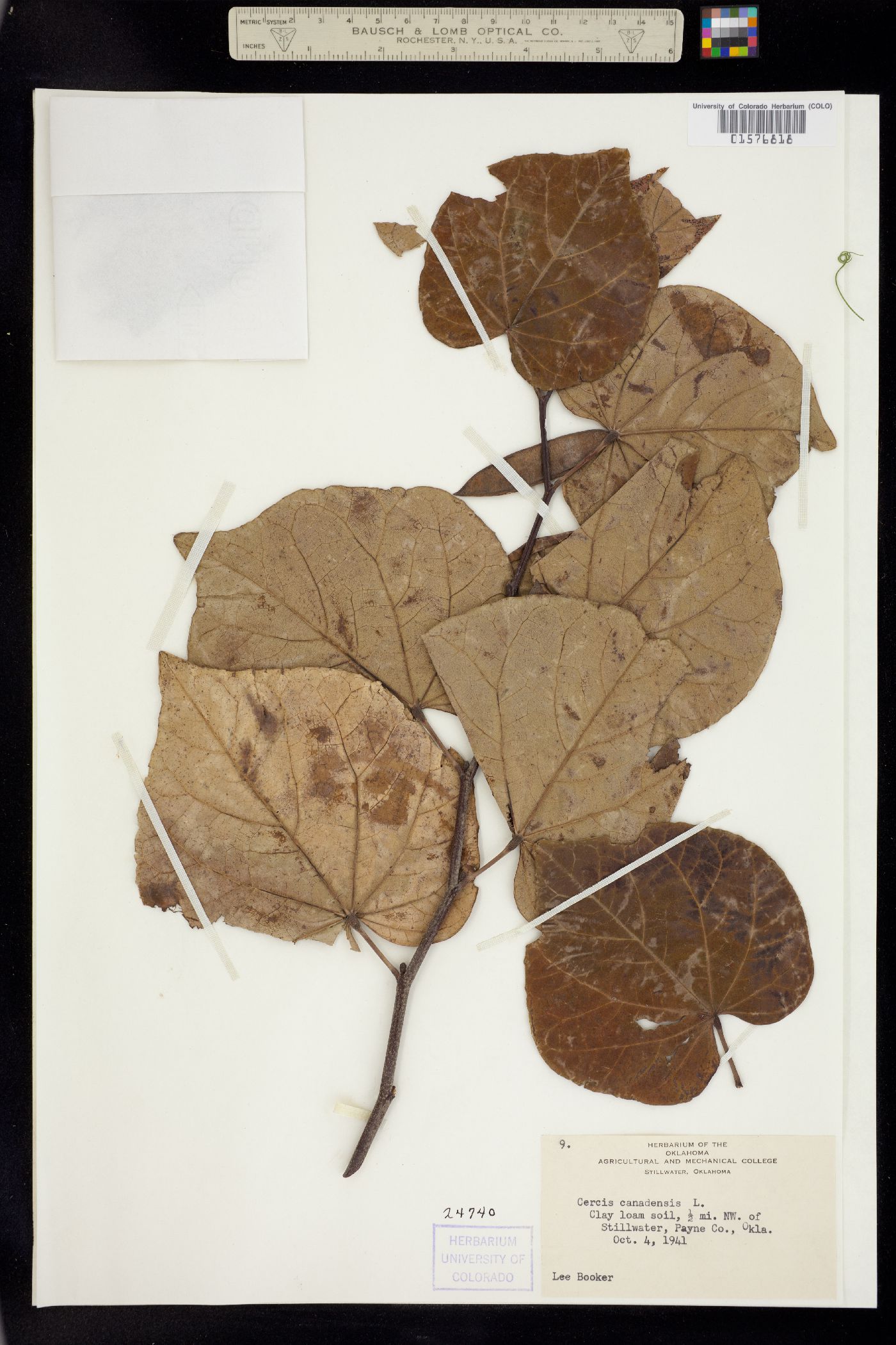 Cercis canadensis image