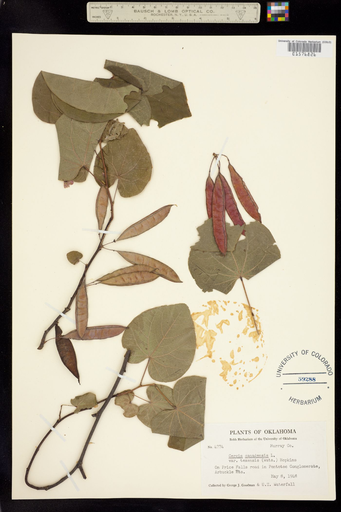 Cercis canadensis image