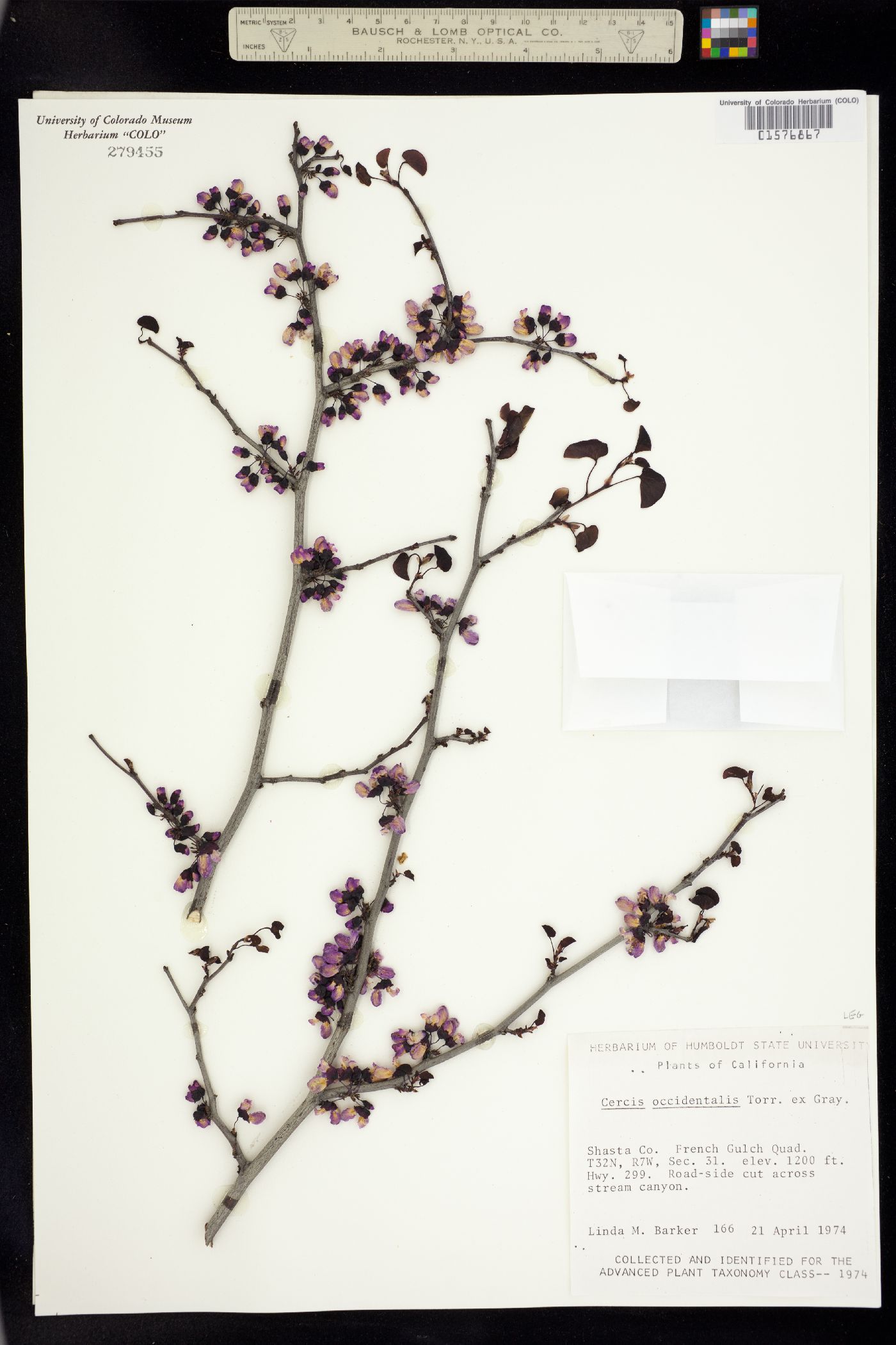 Cercis occidentalis image