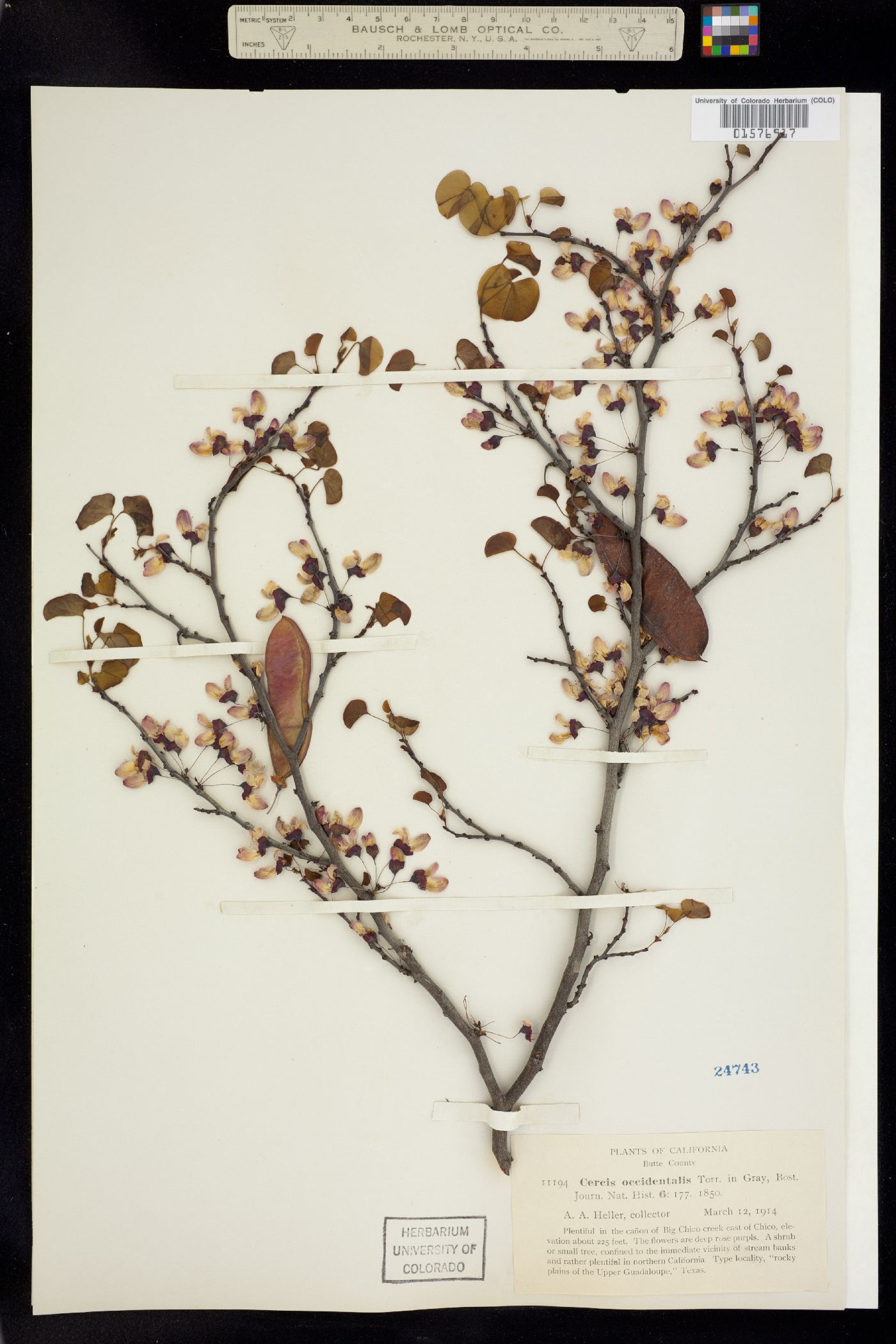 Cercis image