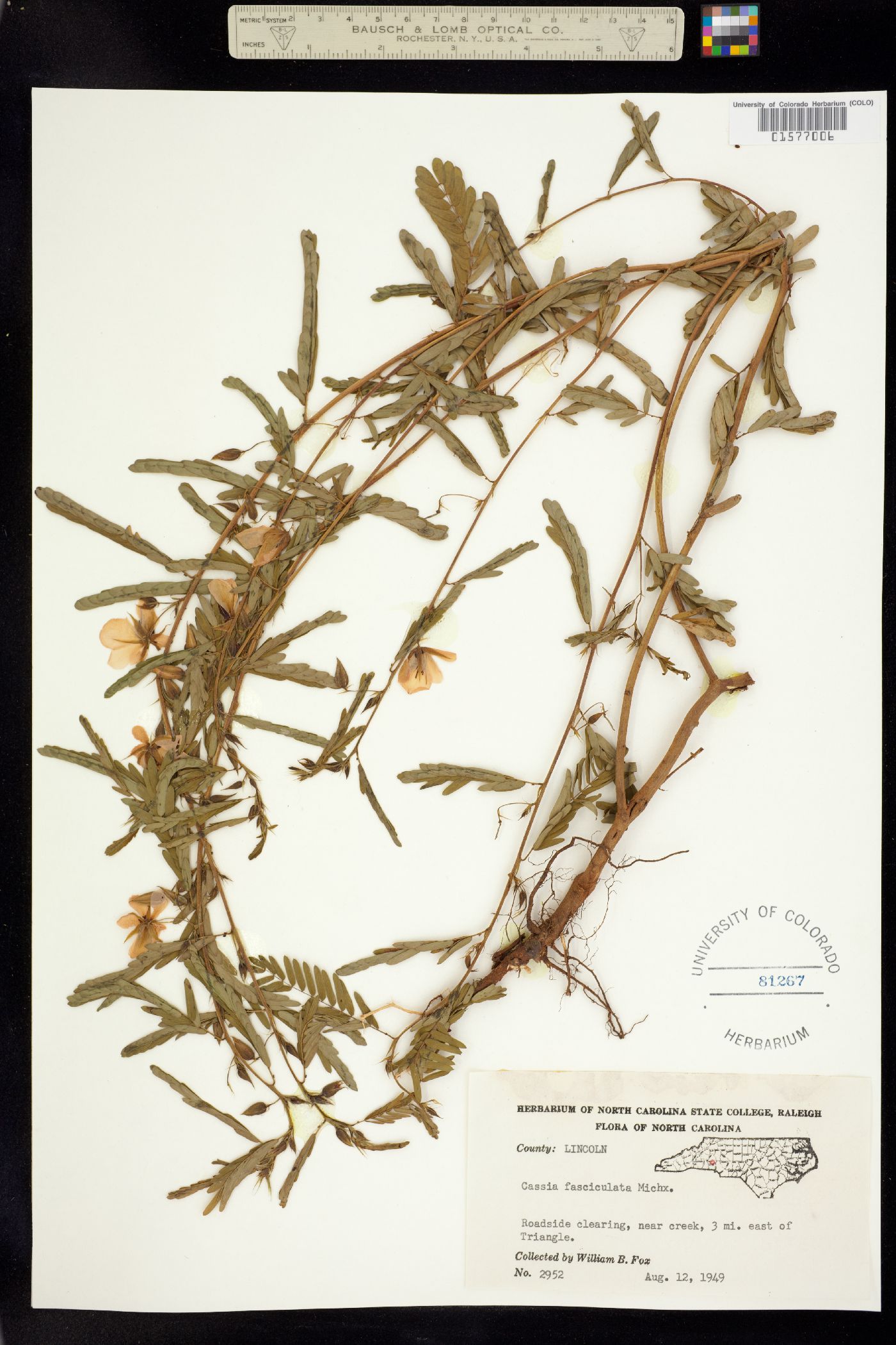 Chamaecrista fasciculata image