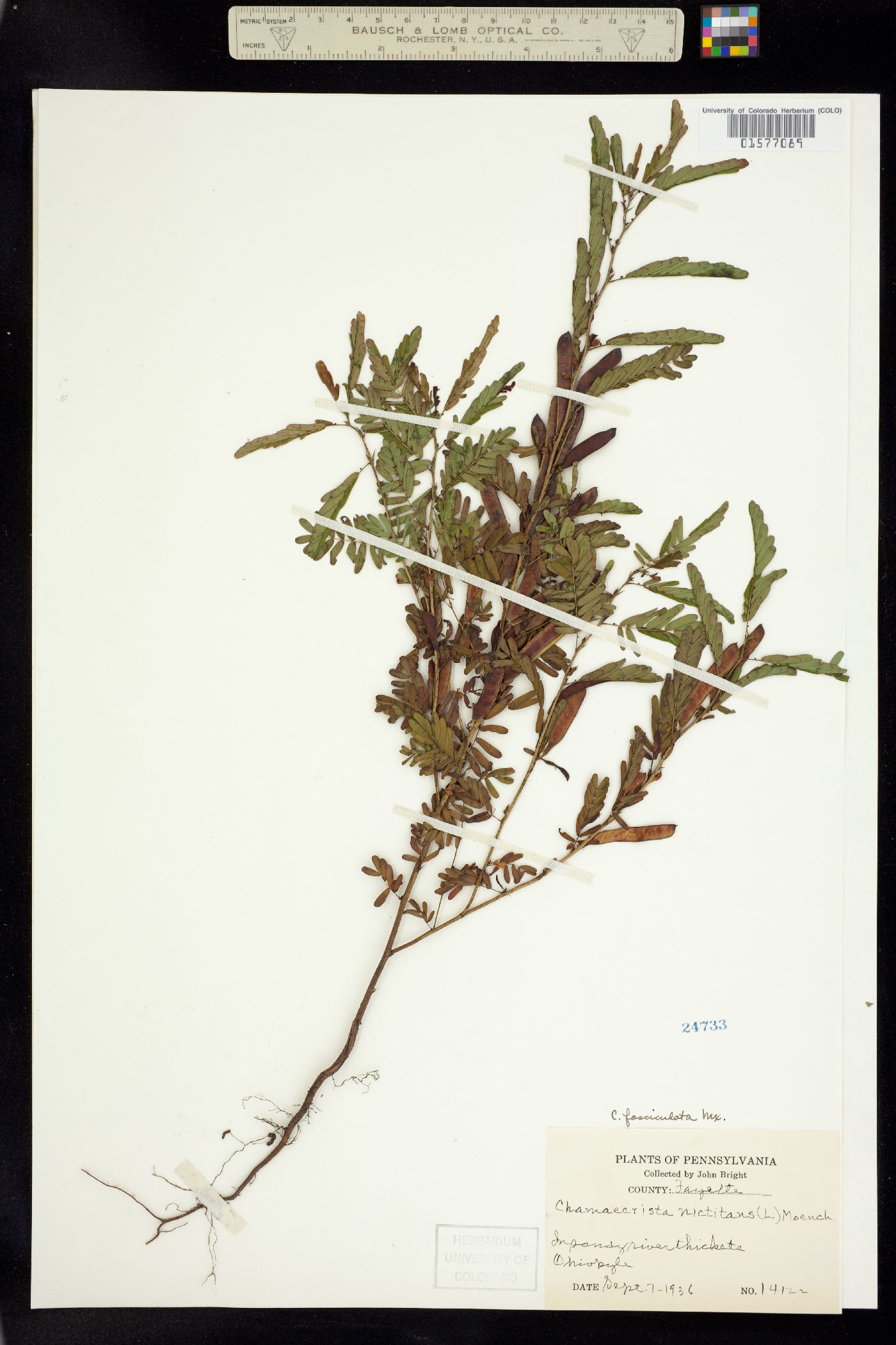 Chamaecrista fasciculata image