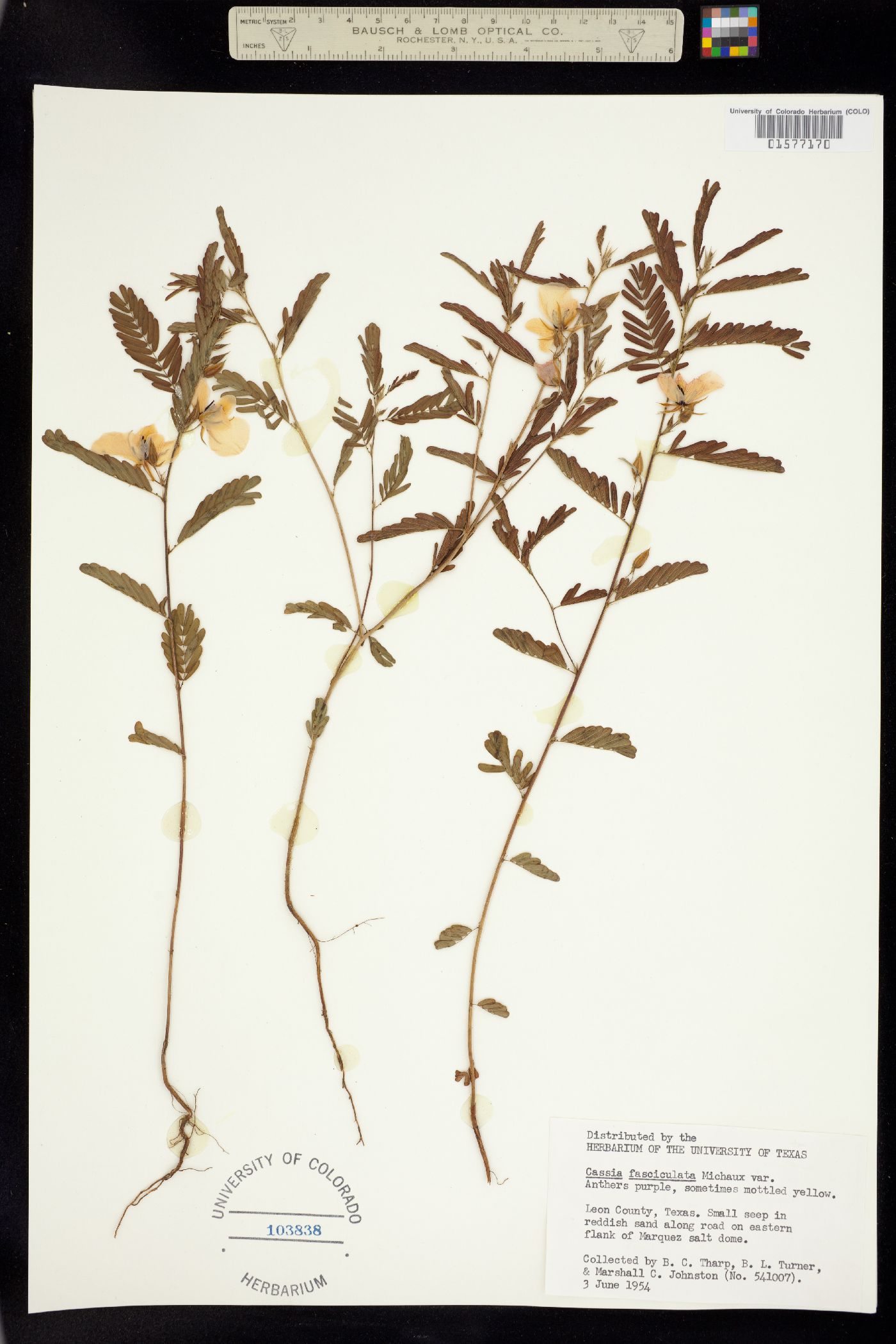 Chamaecrista fasciculata image